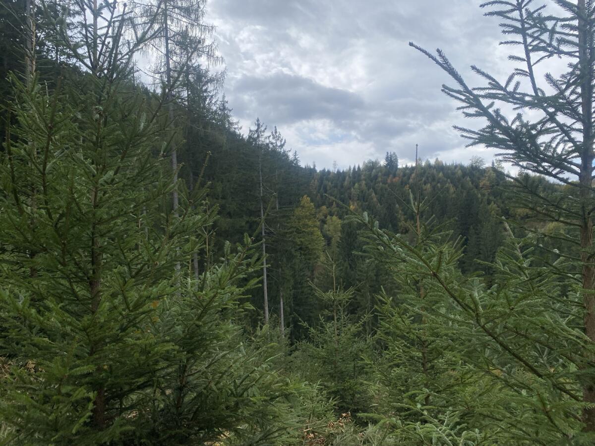 Holzschlägerung und Landschaftspflege 3
