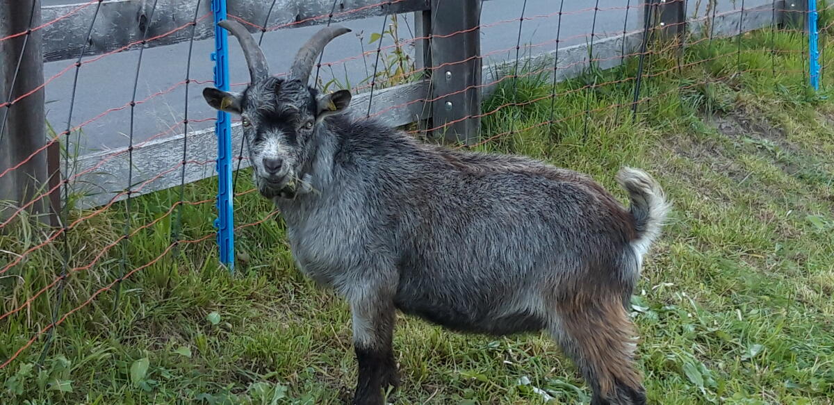 Bockkitz "Pegasus" 1