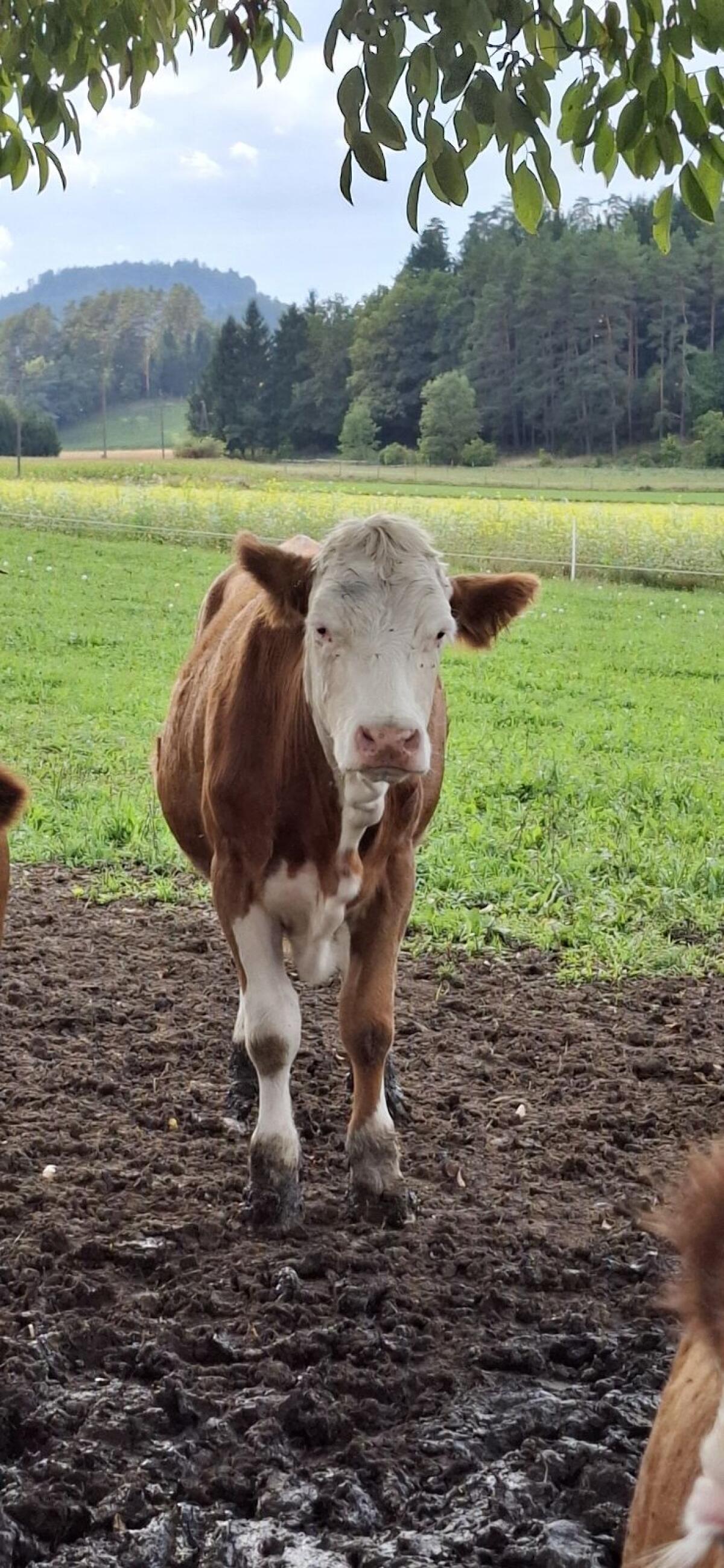 Kalbinnen 1
