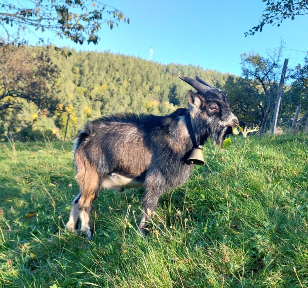 Zwergziegenbock 10 Monate 2