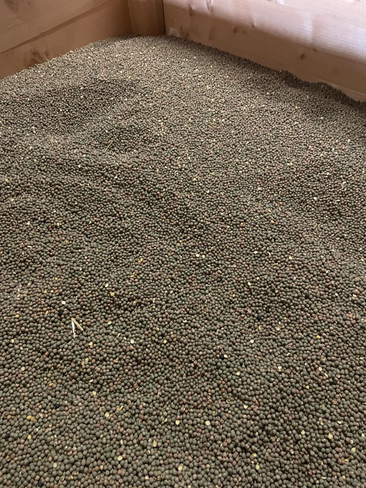 BIO Wintererbsen 1