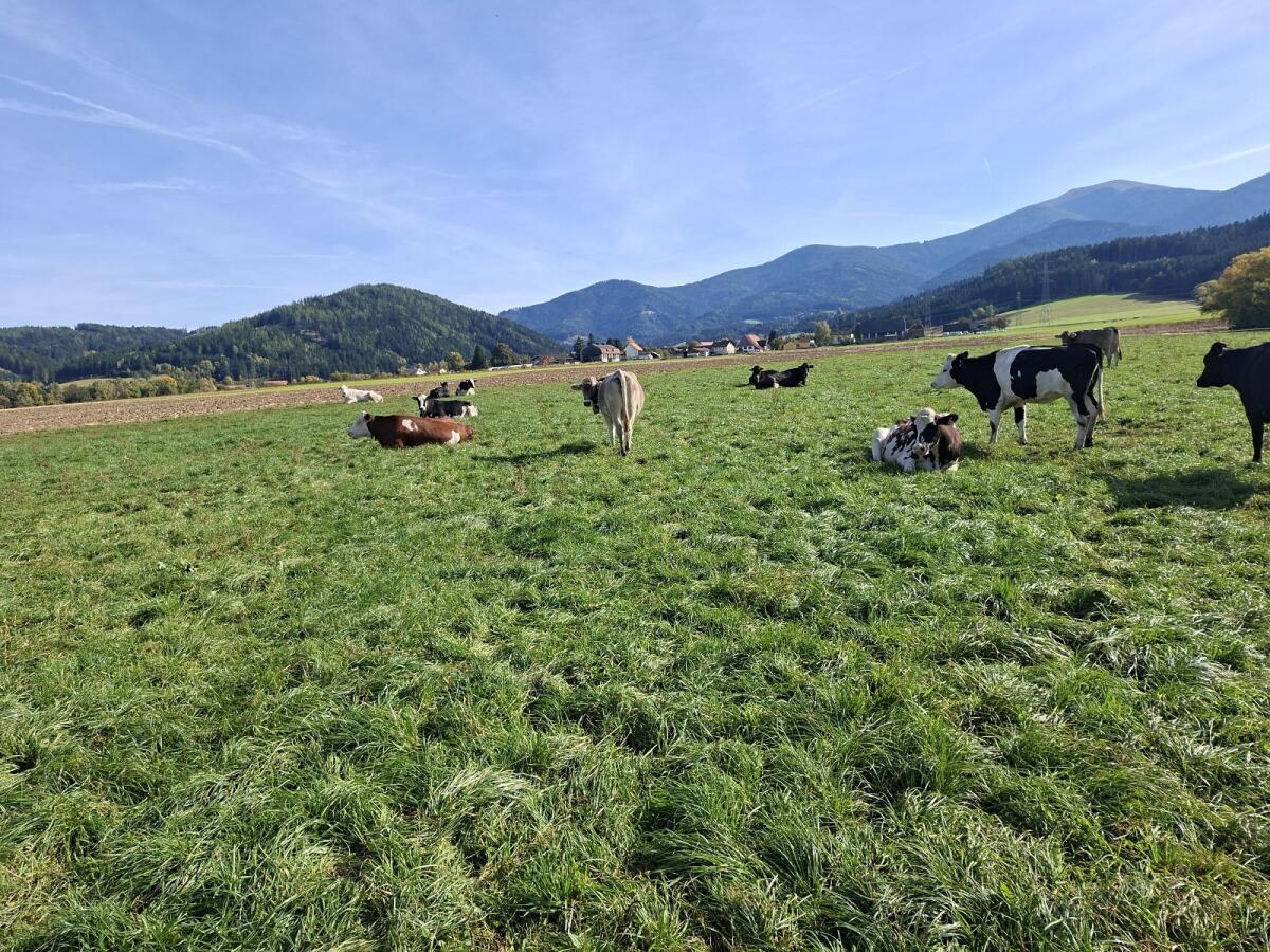 Hochträchtige Braunviehkalbinnen 2