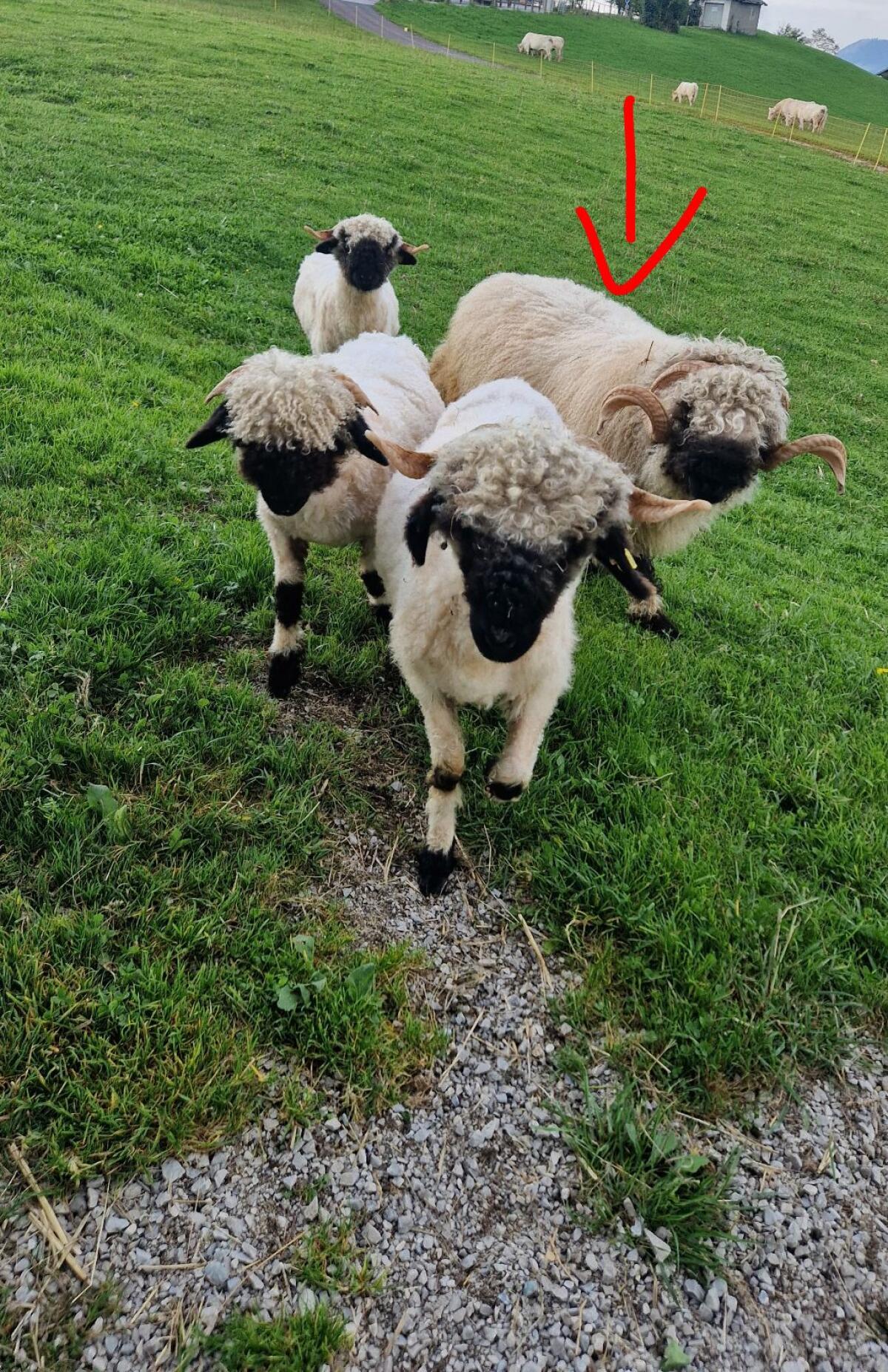 Walliser Schwarznasenschaf Widder, BIO 2