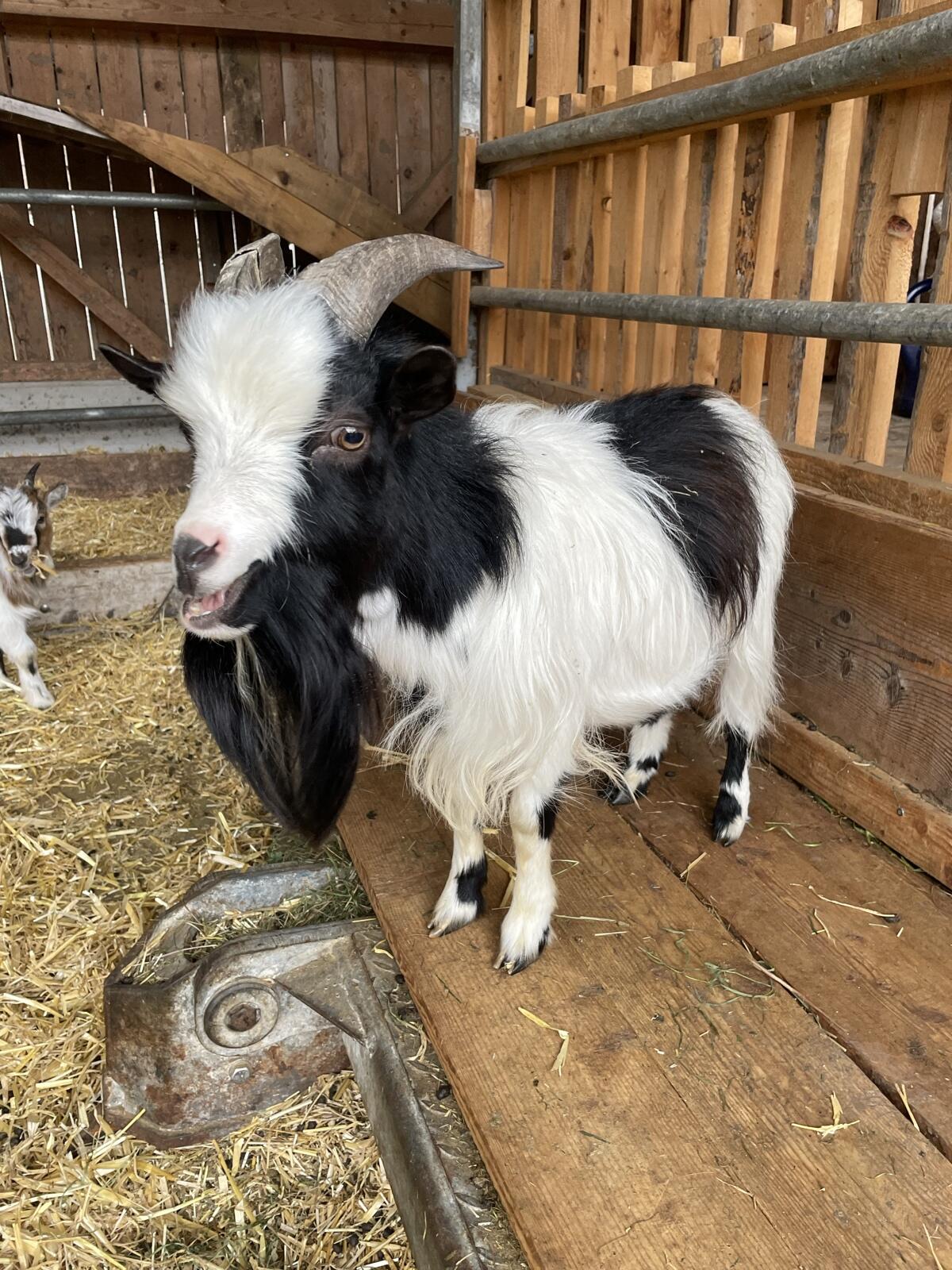 Zwergziegenbock 1