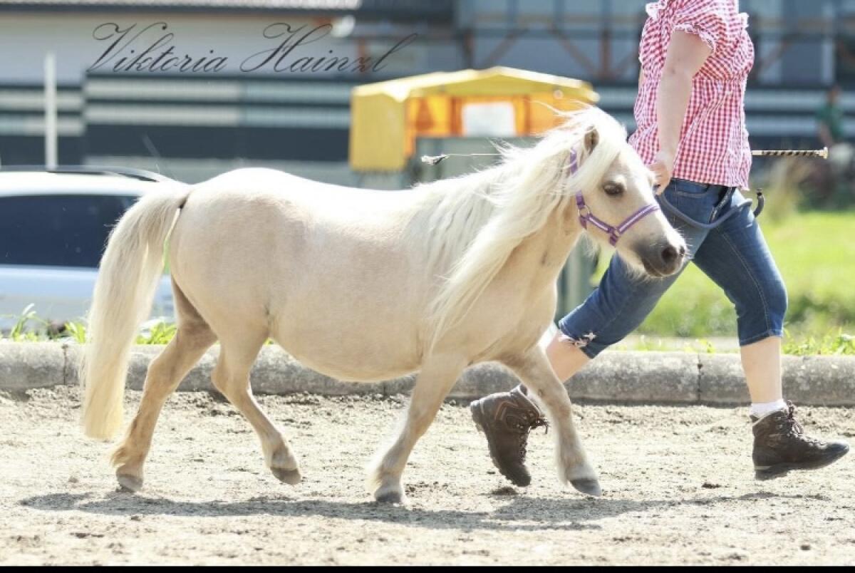 Mini Shettystute 2