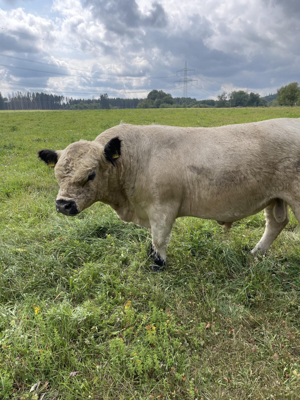 Galloway Bulle Herdbuch 3
