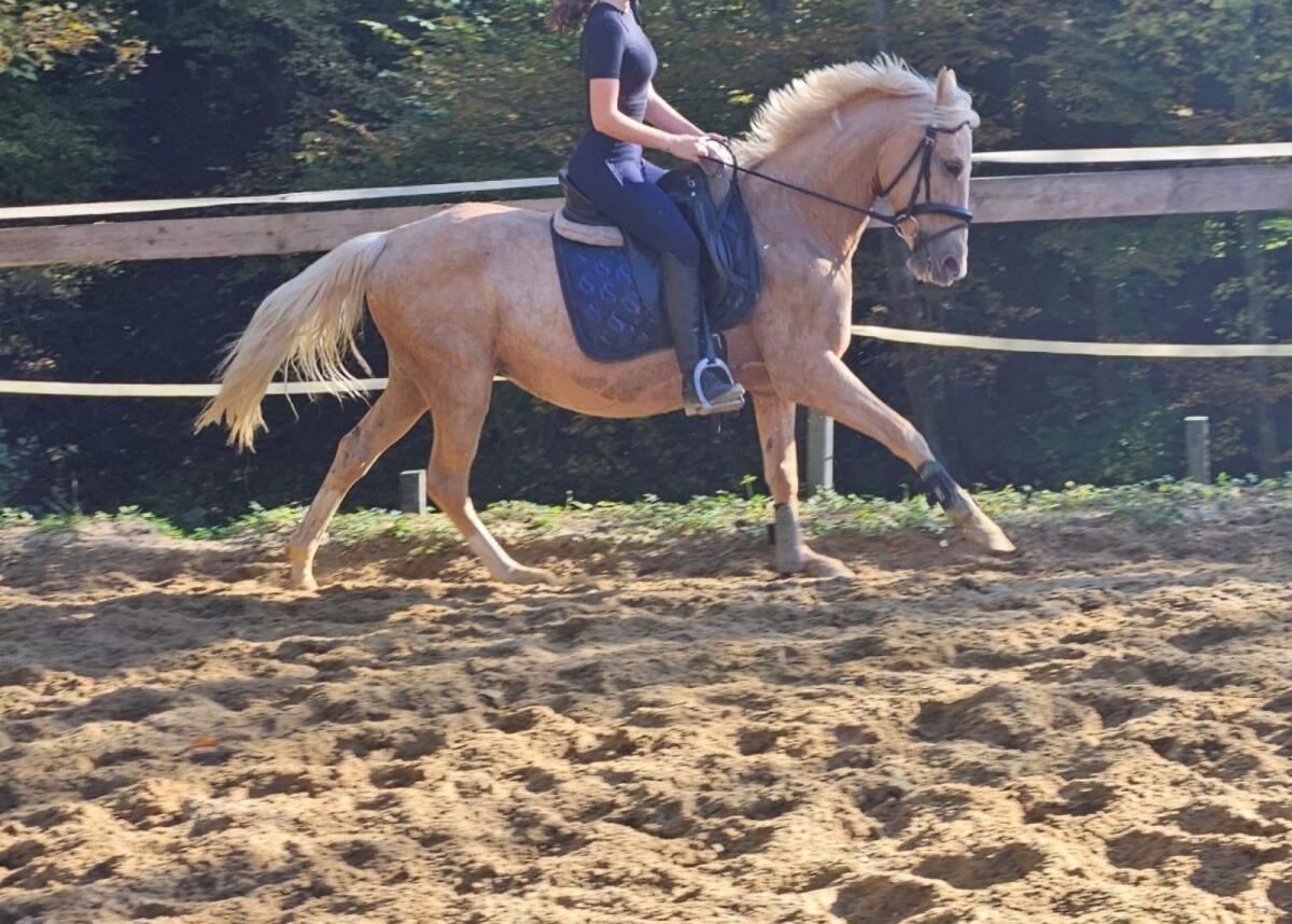 Deutsches Reitpony 2