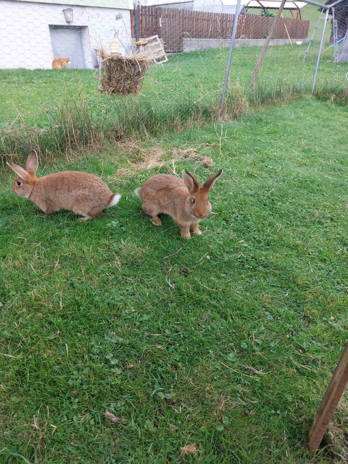Hasenbabys 2