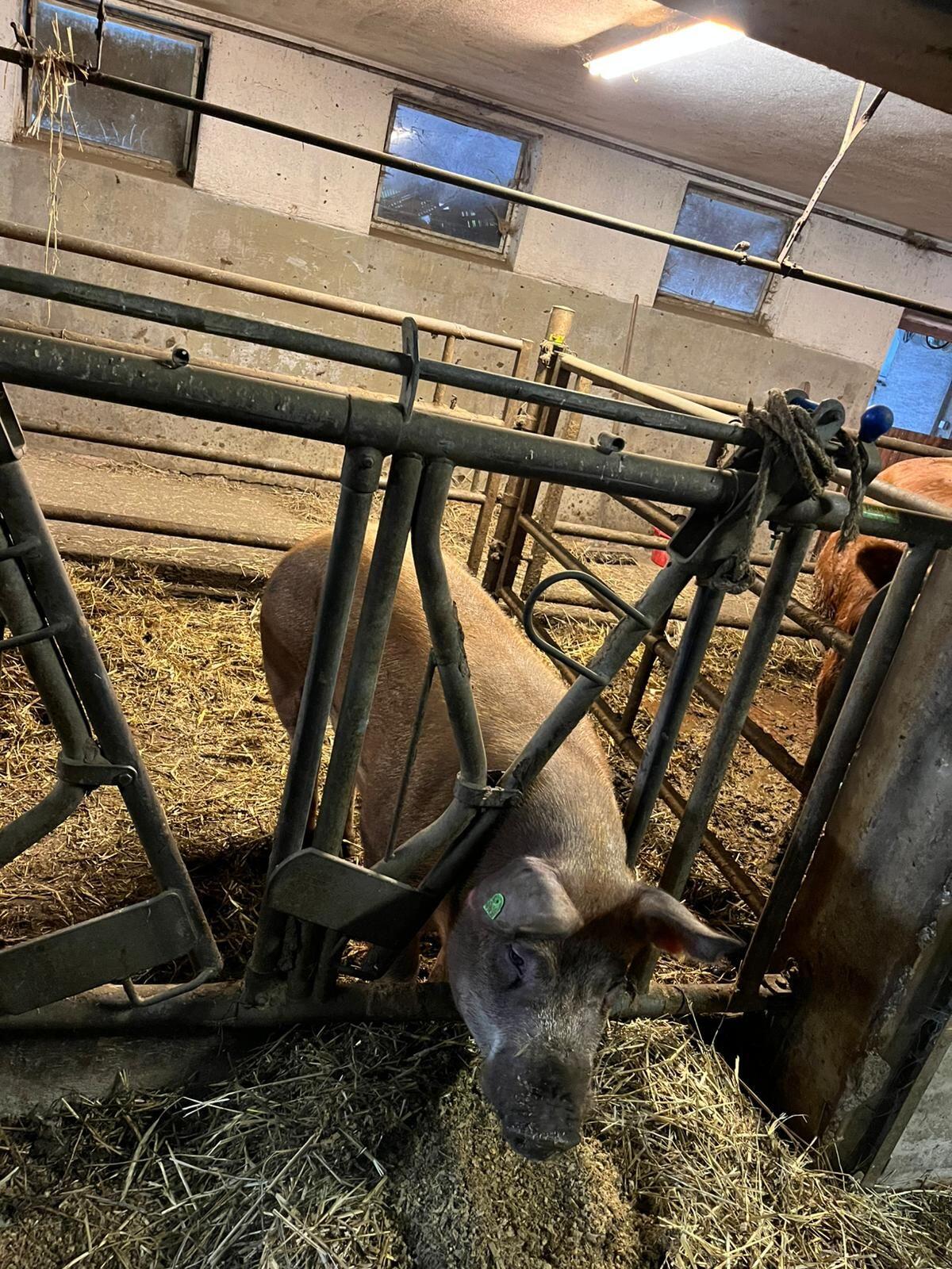 Zucht Eber Duroc x Pietrain 2