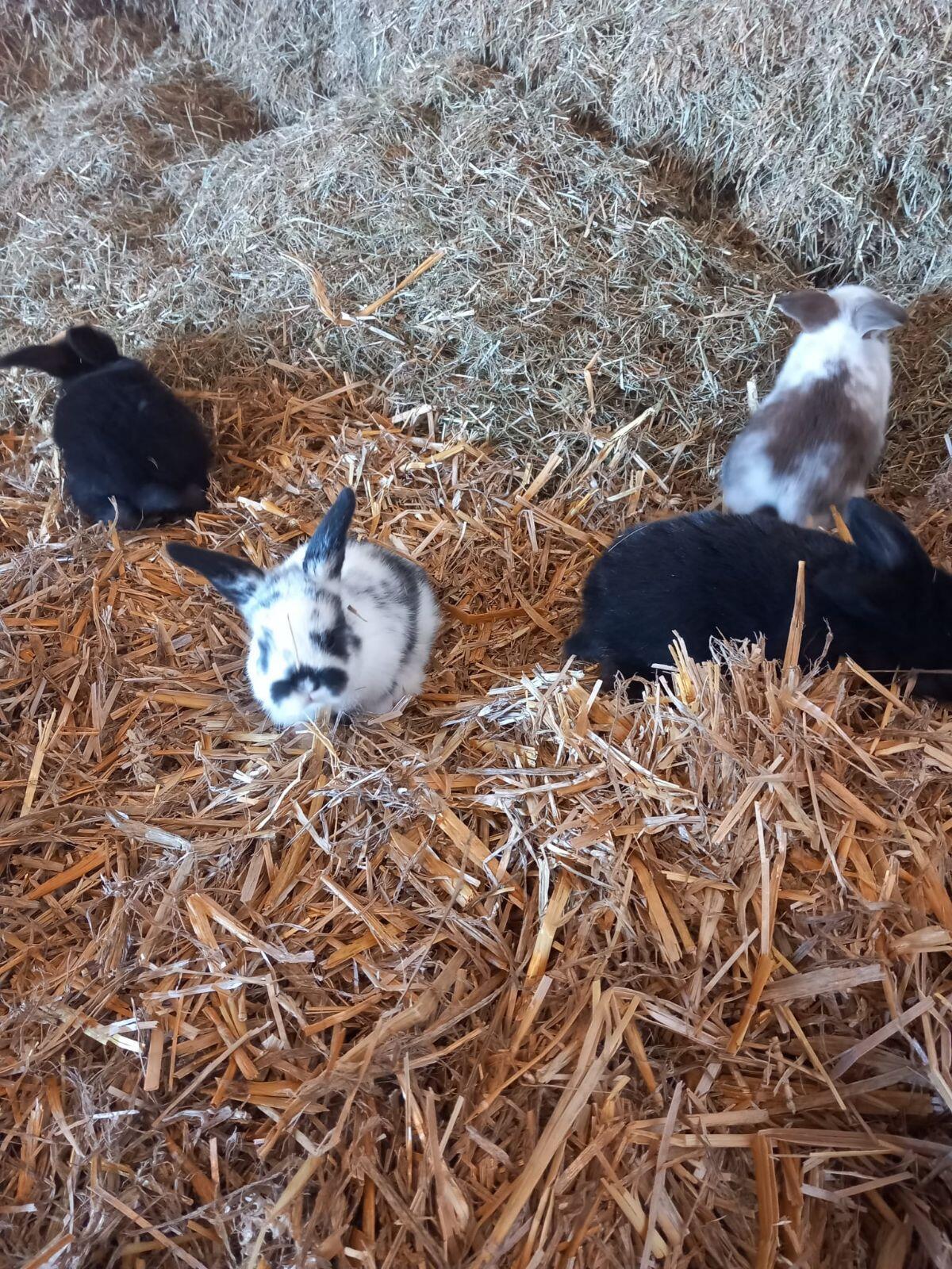 Zwergkaninchen 1
