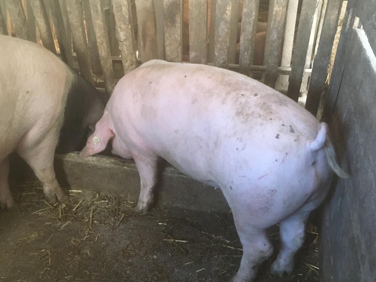 Schwäbisch-Hällisch x Pietrain Mastschwein 1