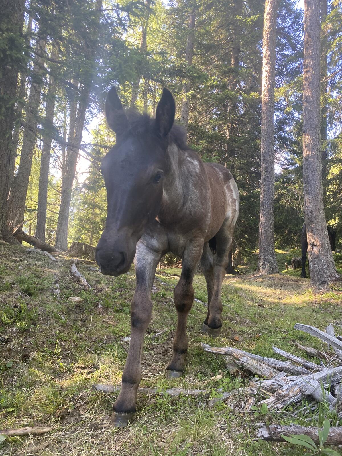Verkaufe schönes Noriker Hengstfohlen 3