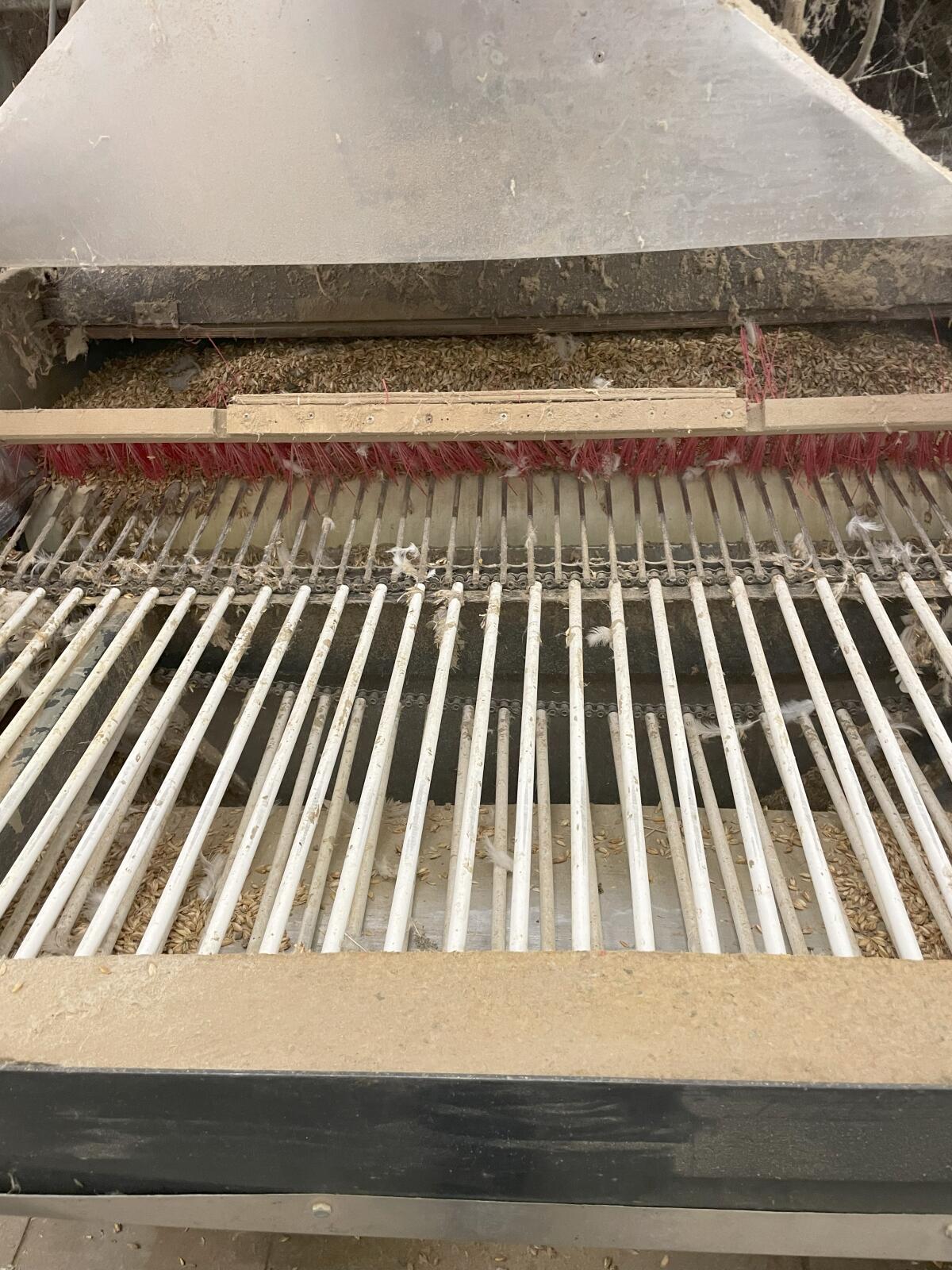 Legehennen Dinkelspelzen Legenest 3