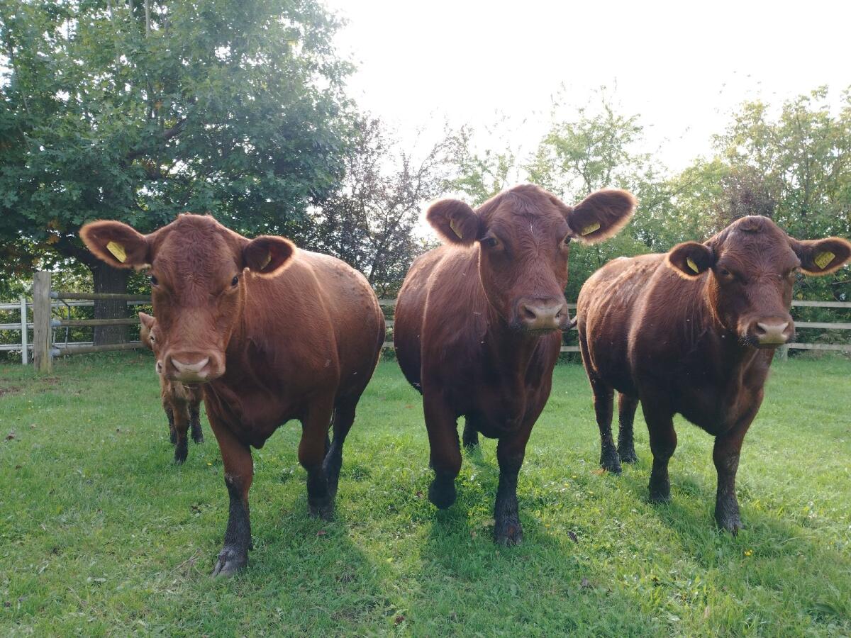 Bio Angus Rinder 1