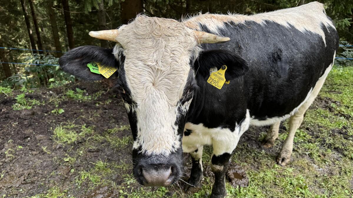 Pustertaler Sprinzen Kalbin 2