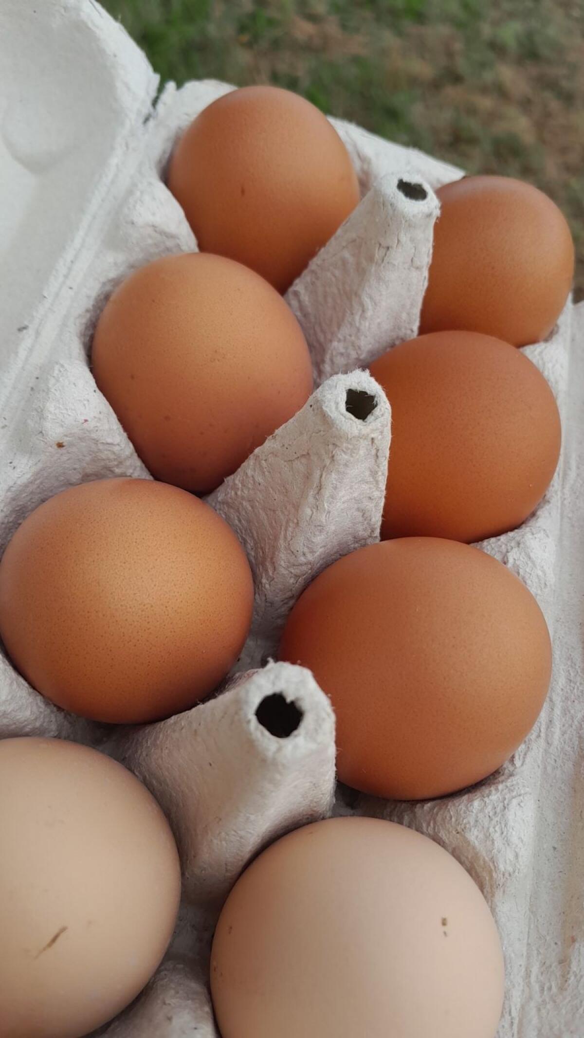 Suche Hühnerfutter 1