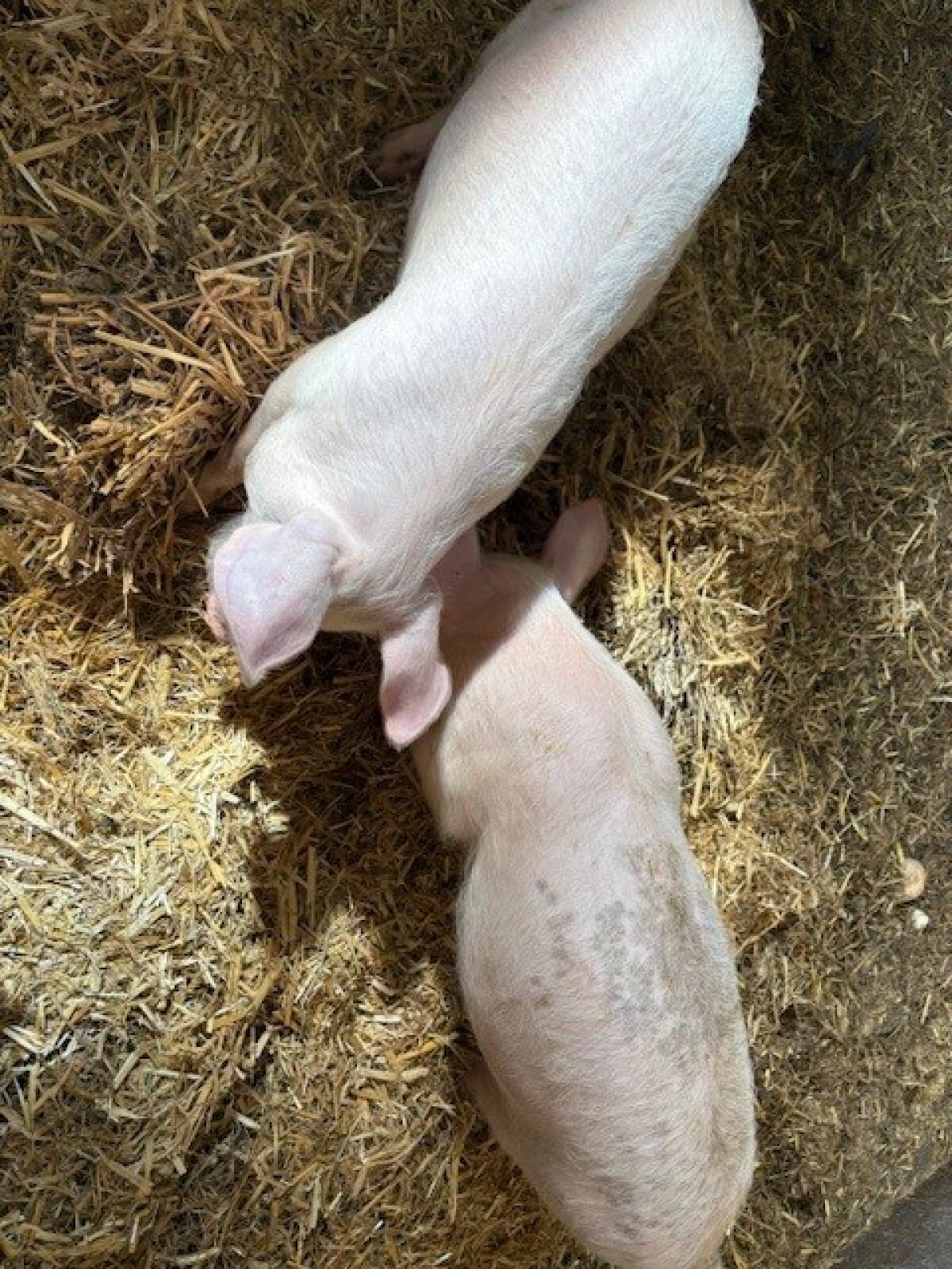 Ferkel 1