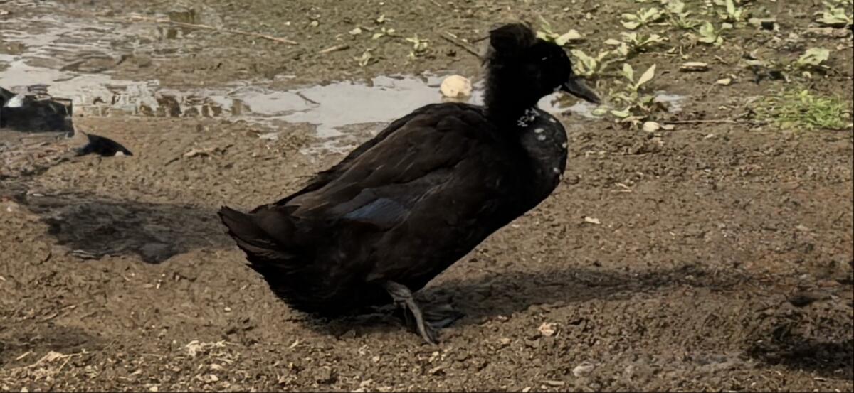 Landenten Erpel mit Haube 2