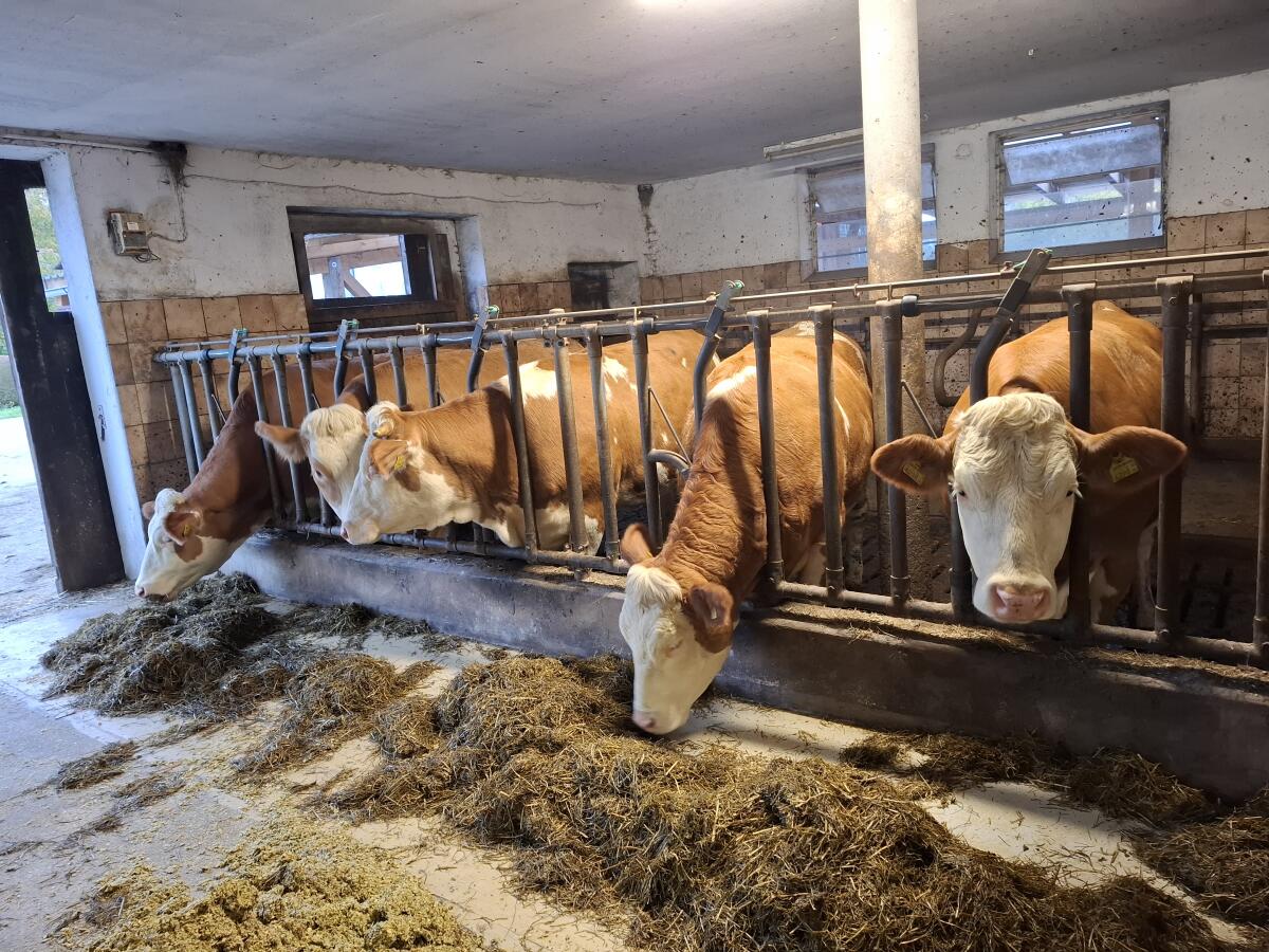 Trächtige Fleckviehkalbinnen zu verkaufen 3