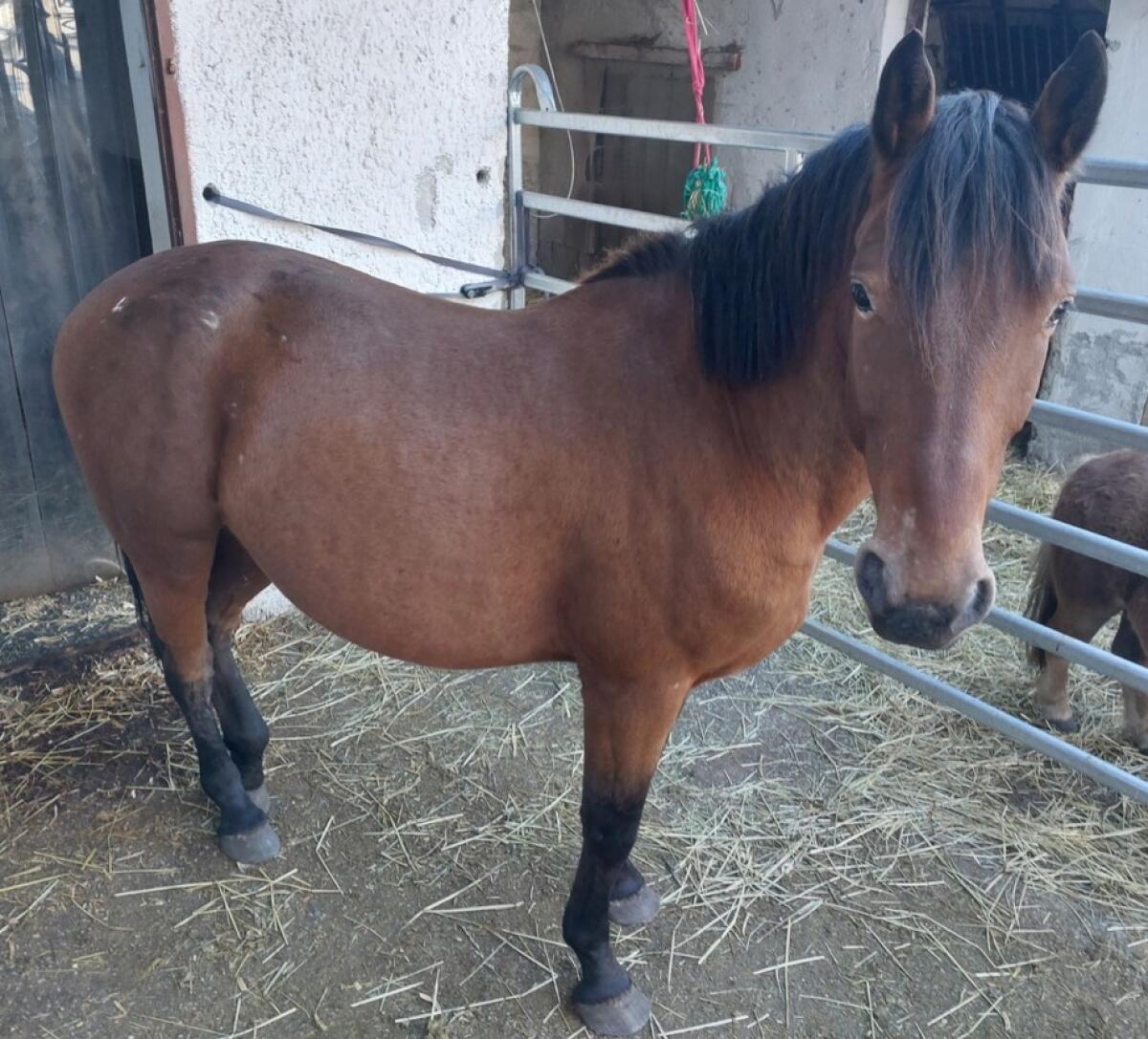 Appaloosa Mix Wallach 2