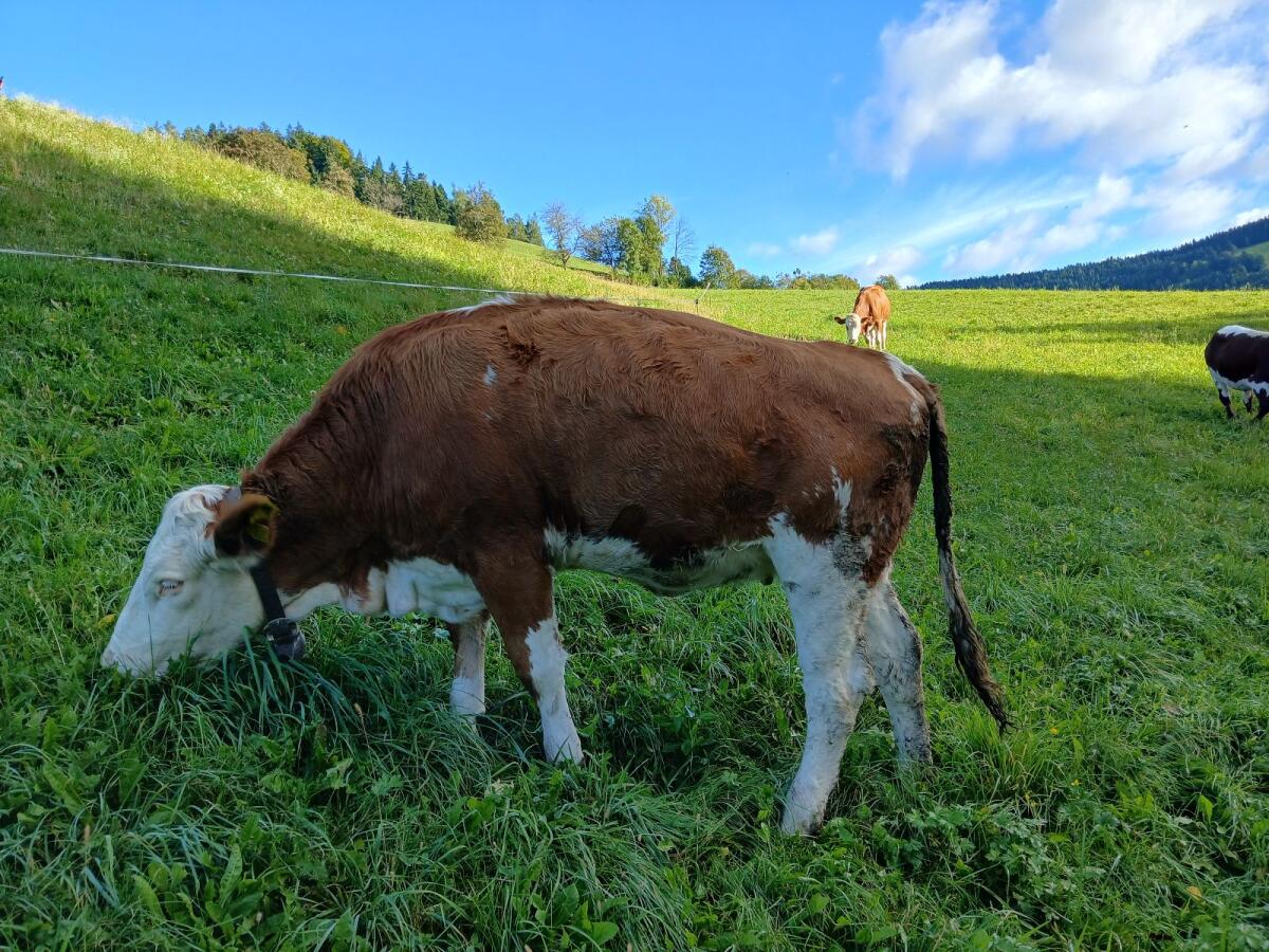 Fleckvieh Kalbin trächtig 1