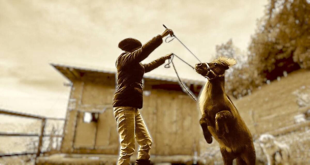 Verkaufe Mini Shetlandpony 2