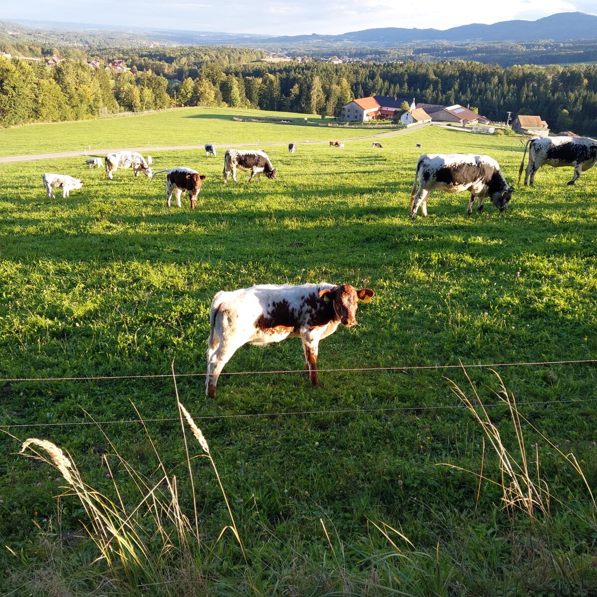 Pustertaler Sprinzen Kalbin Bio 1