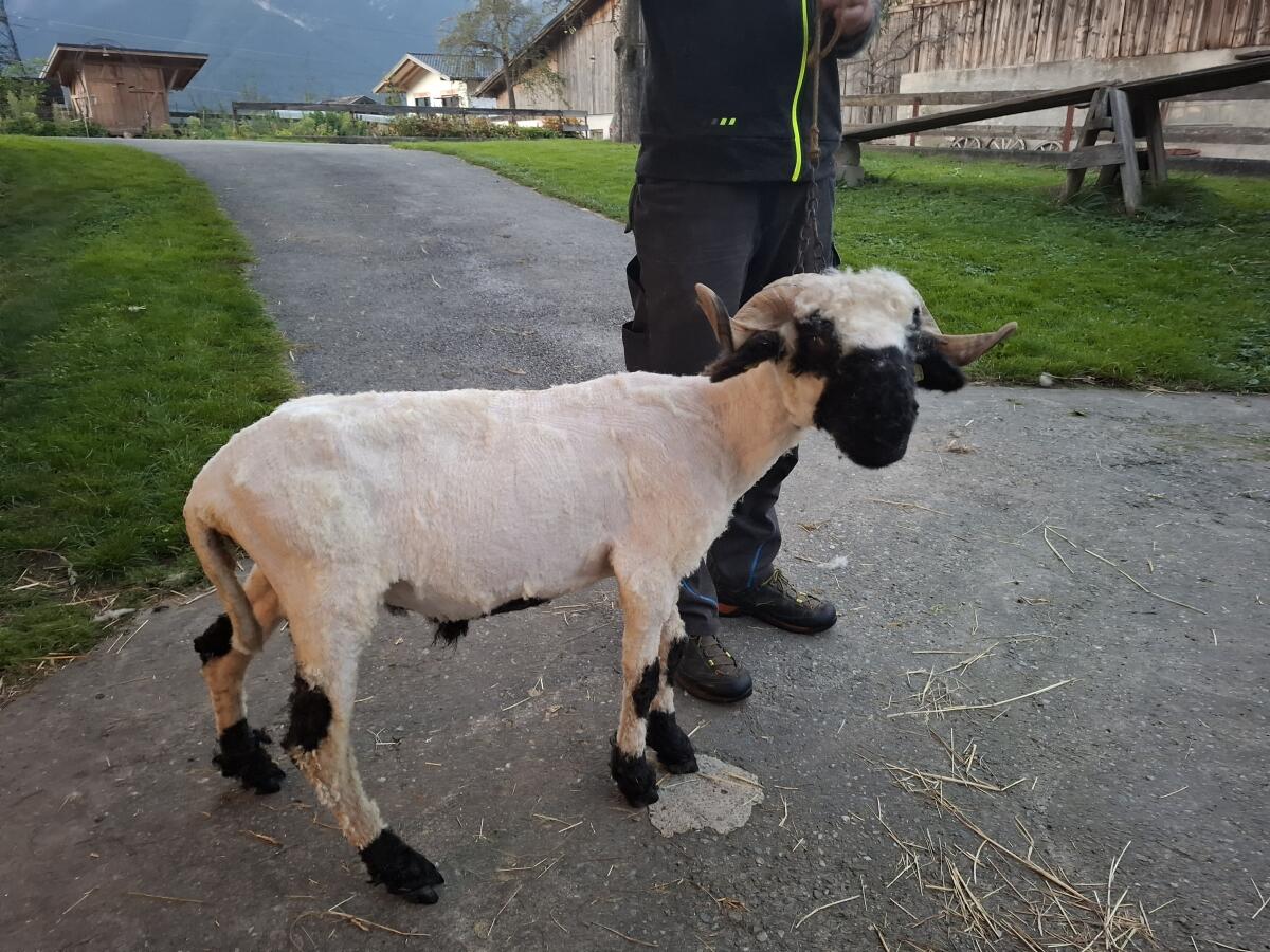 HB fähige Walliser Schwarznasen Widder 3