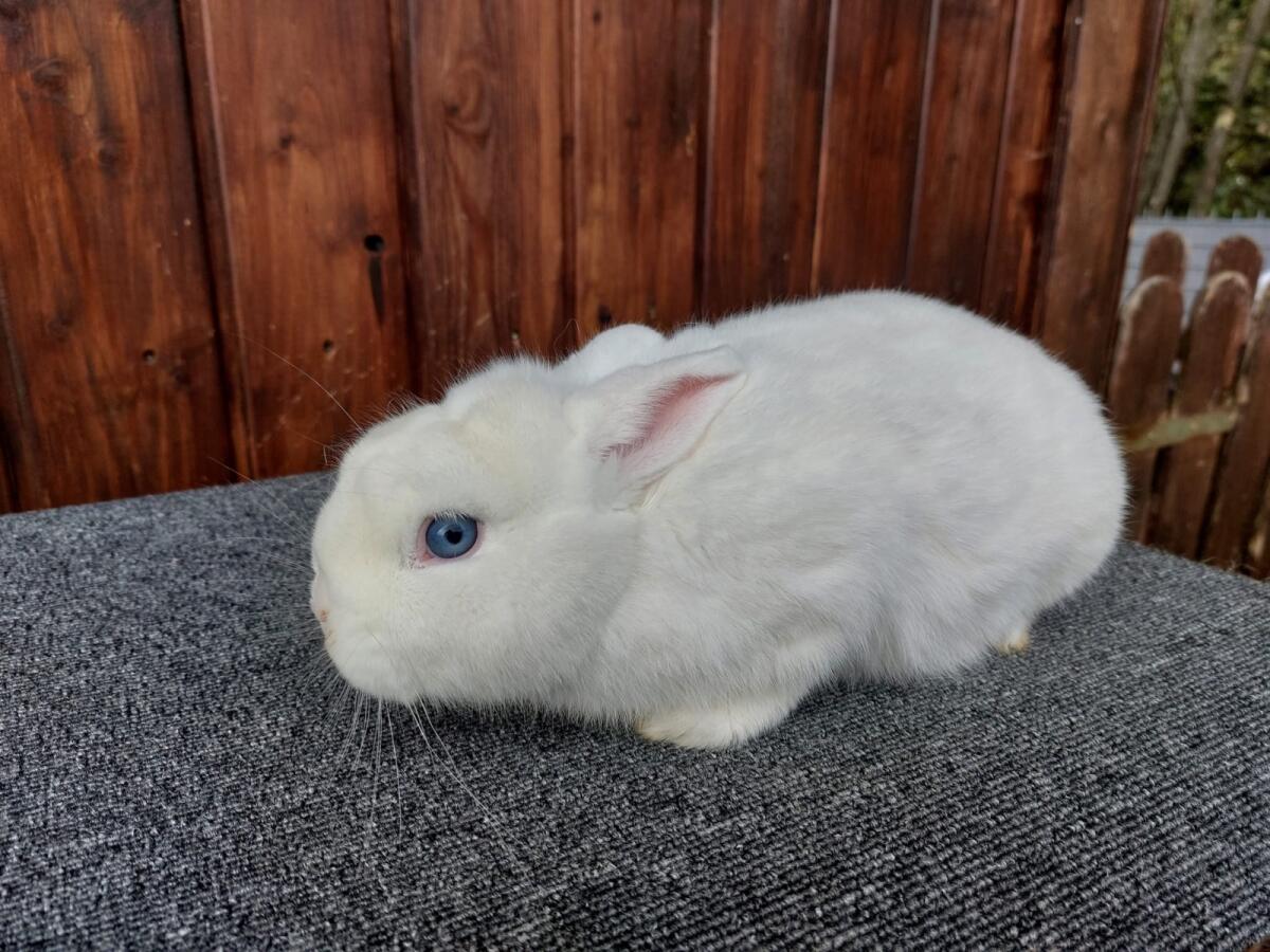 Zwergkaninchen 2