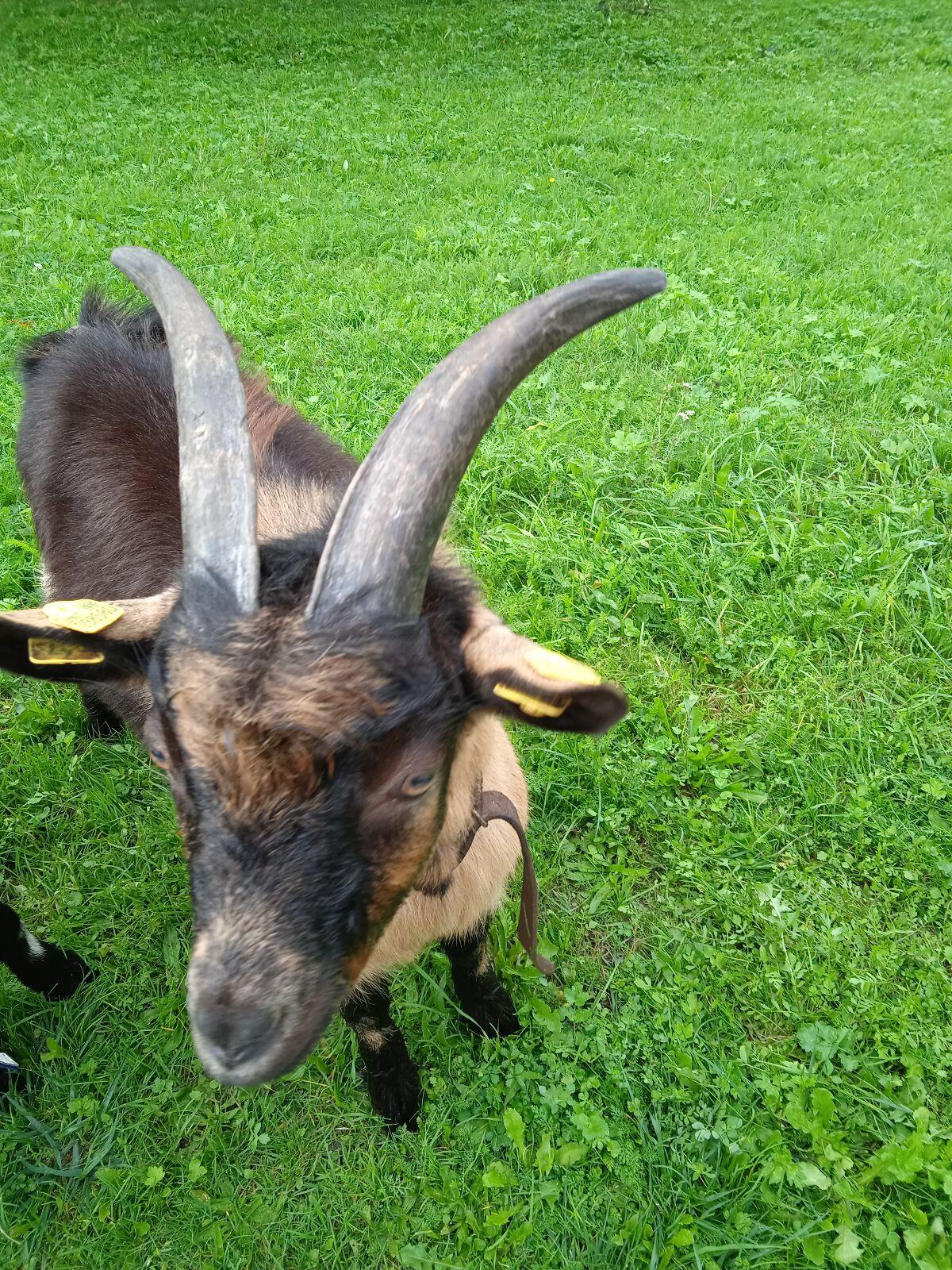 Passeirer Jungbock 2