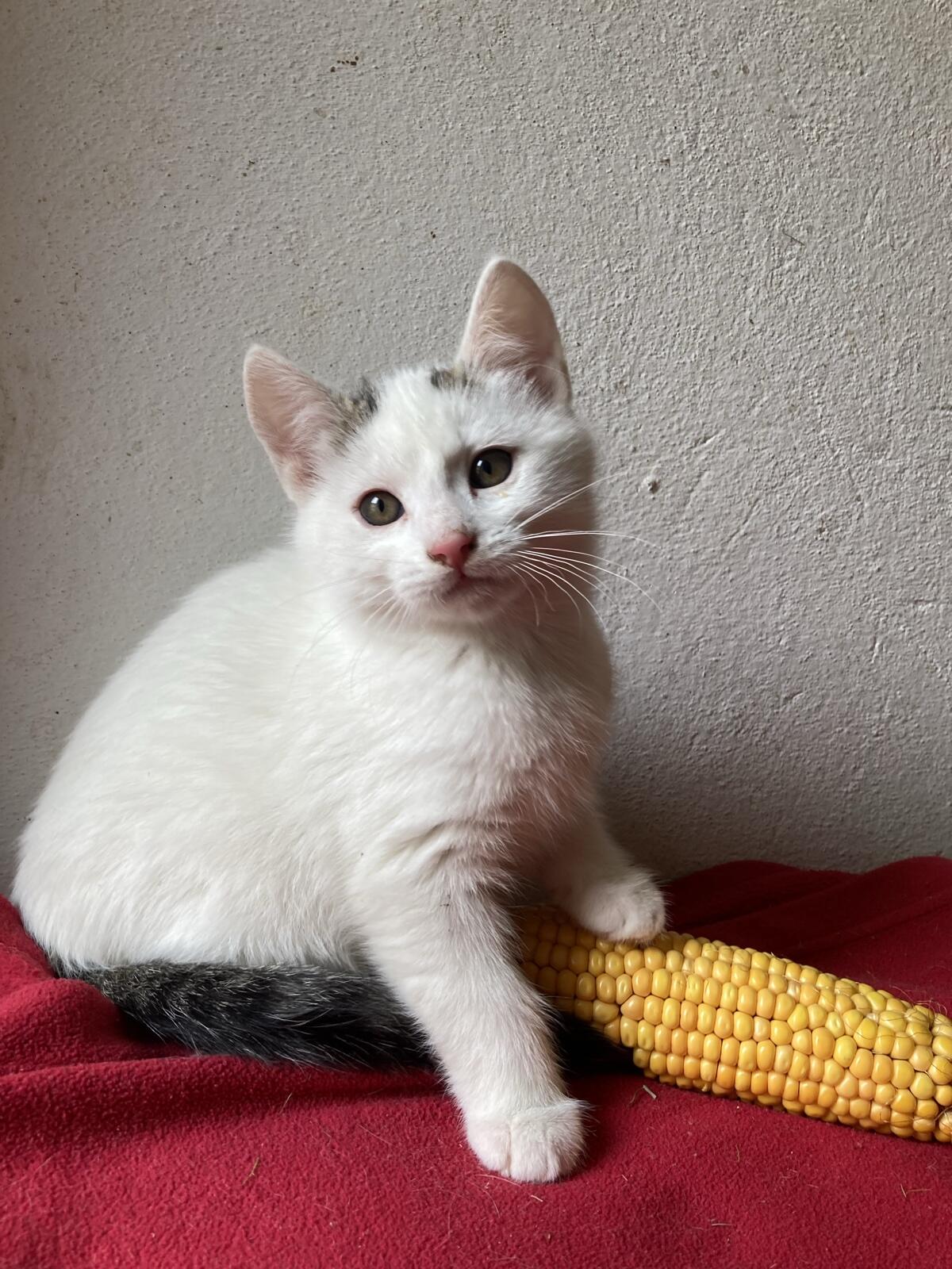 Katzenbabys 2