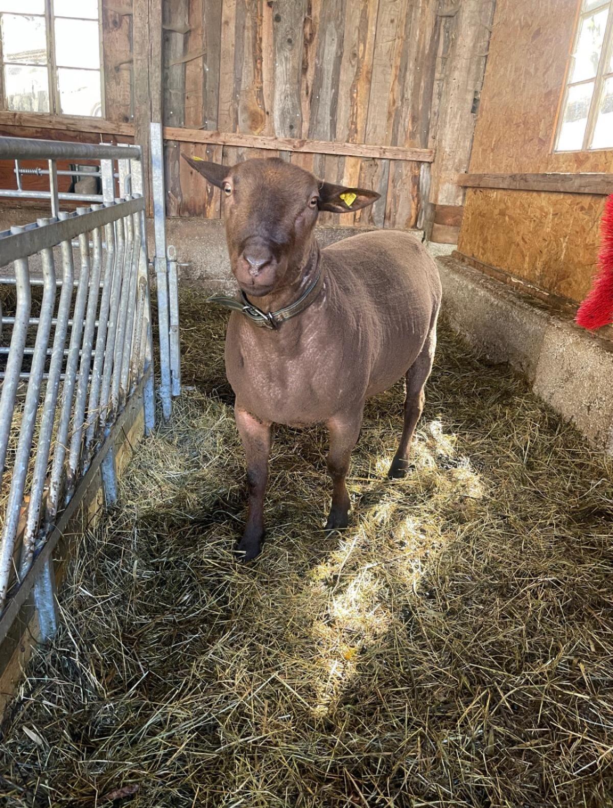 Jurabock, Schafbock 1