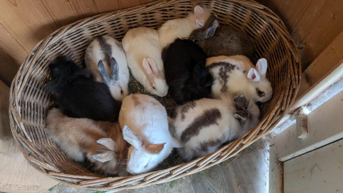 Löwenkopf Zwergkaninchen in allen Farben 1