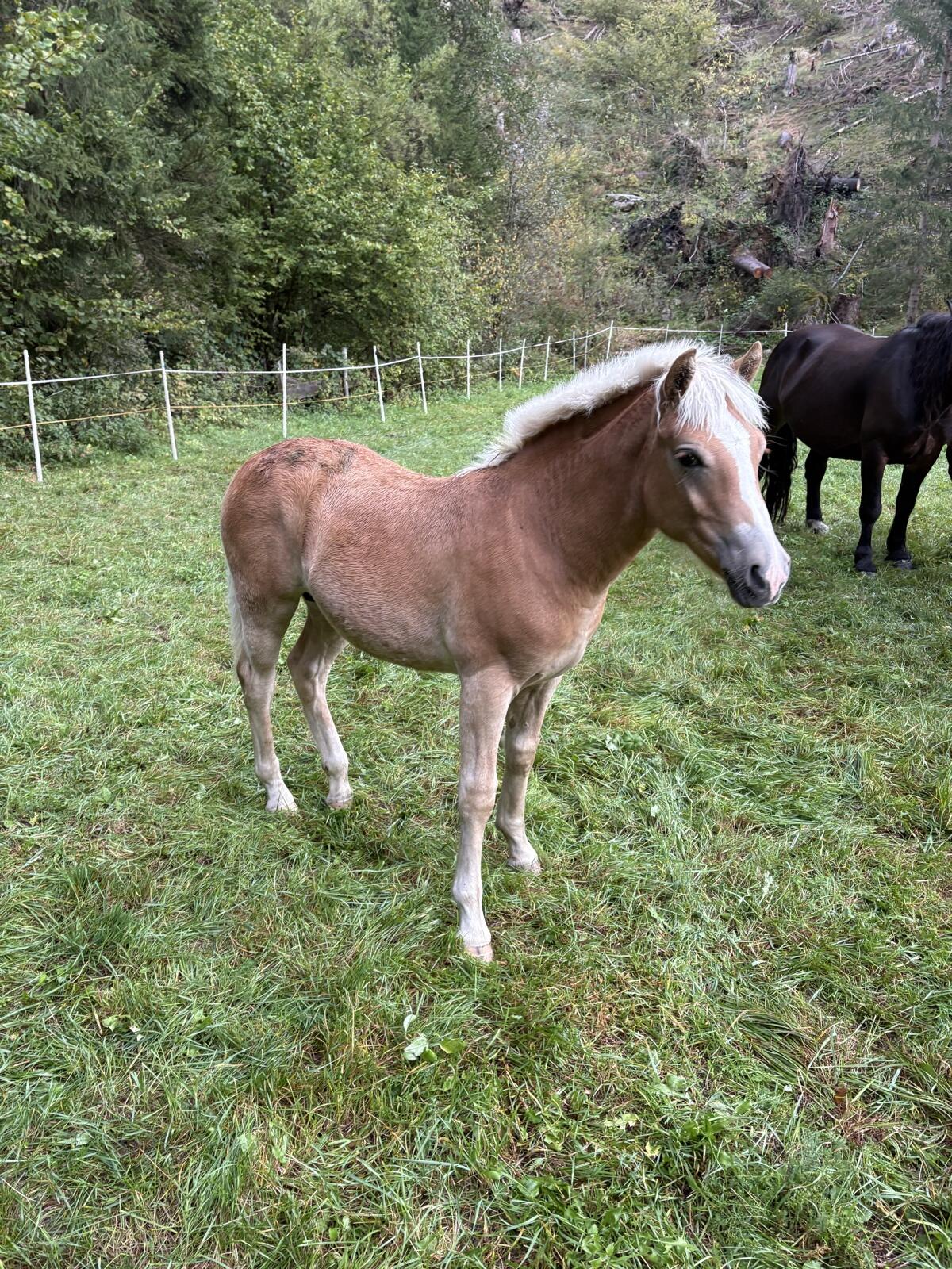 Haflinger Hengstfohlen 1