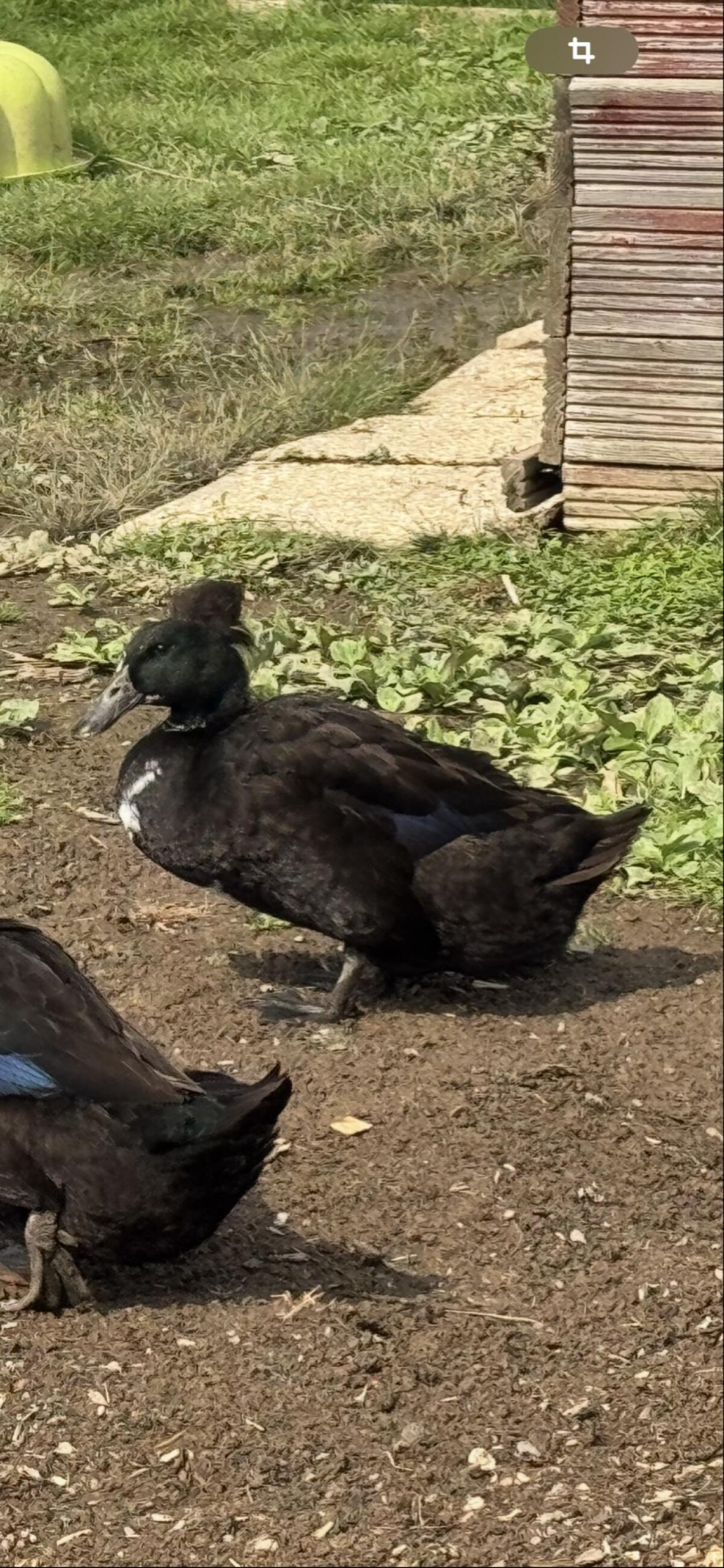 Landenten Erpel mit Haube 1
