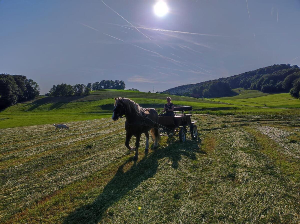 Ausbildung Fahren/Reiten 3