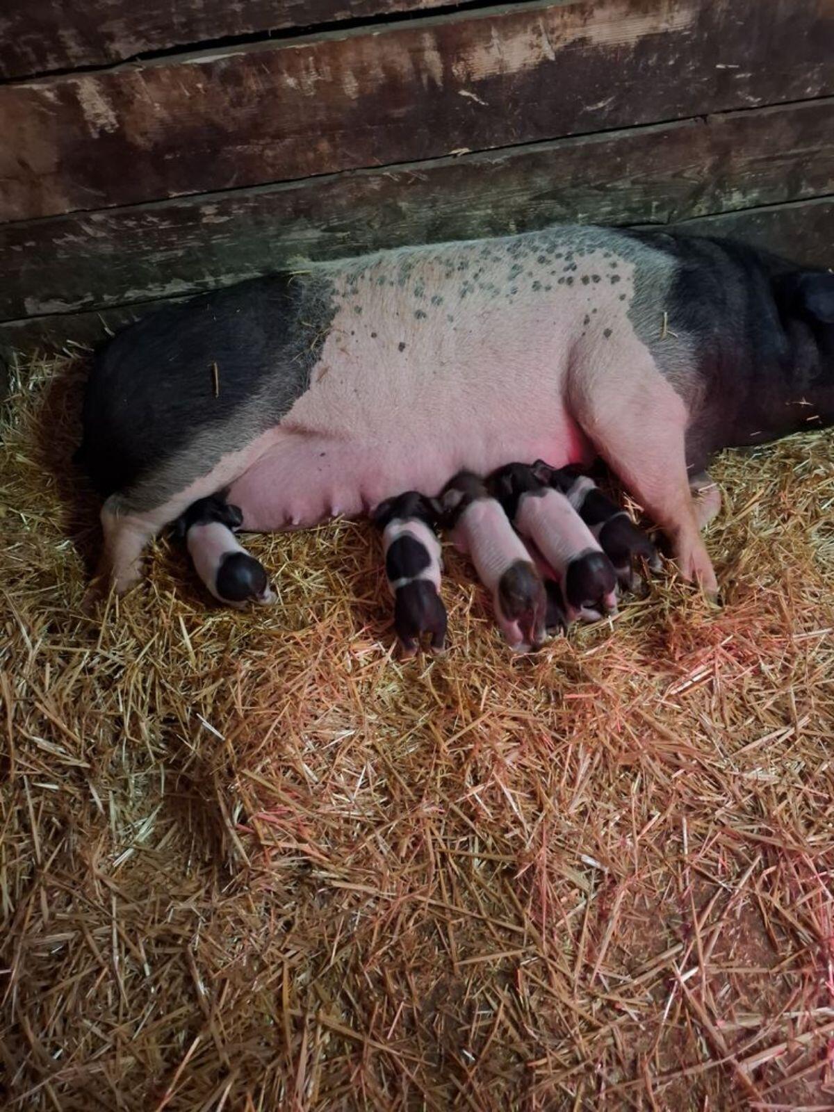 Ferkel 1