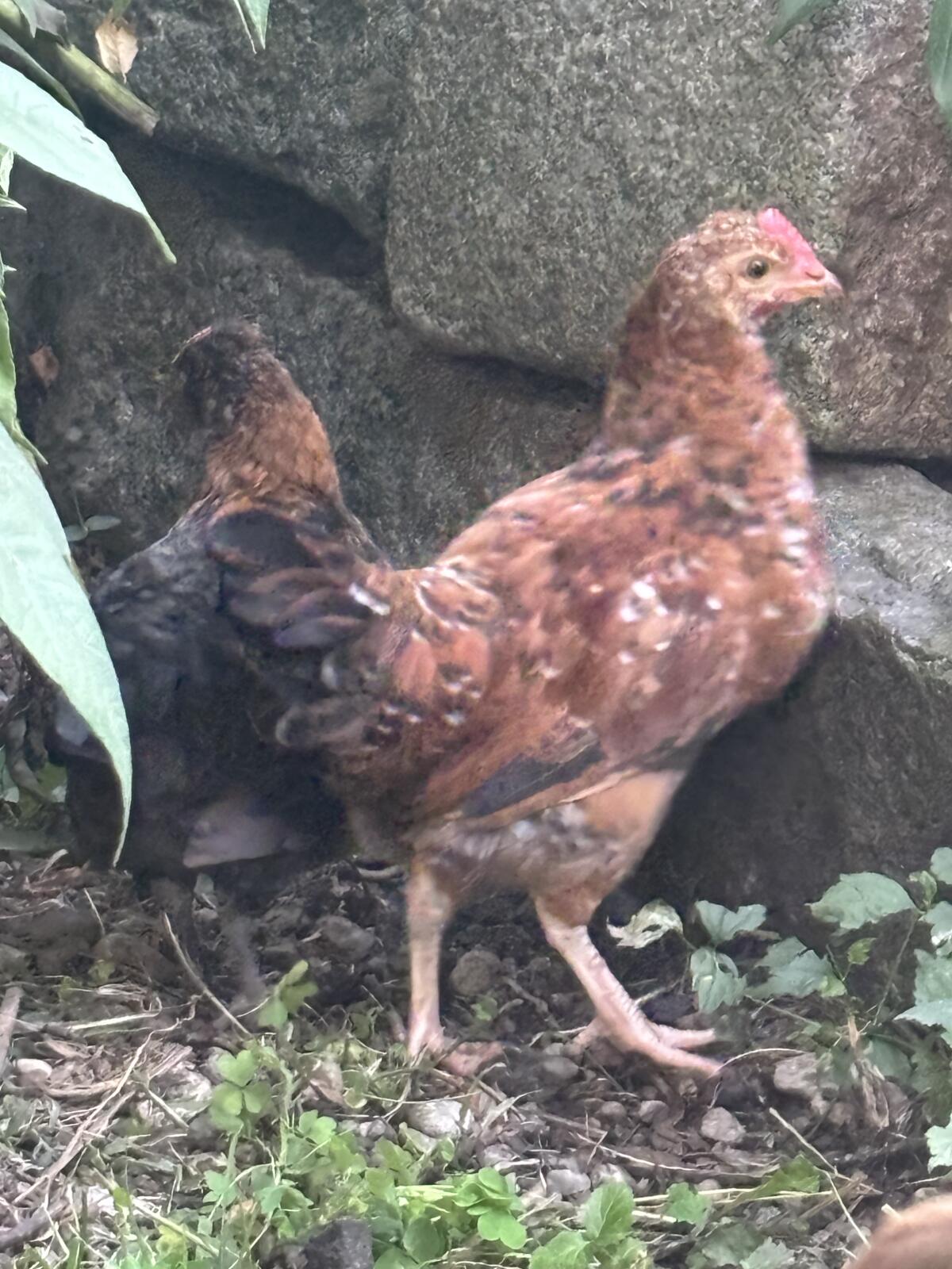 2 Junghähne 2