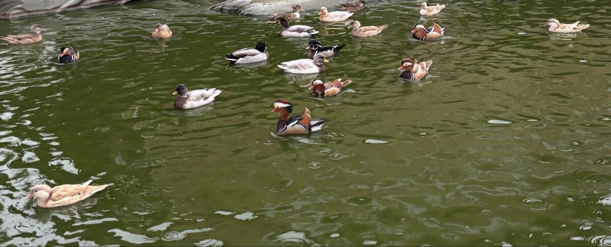 Enten 2