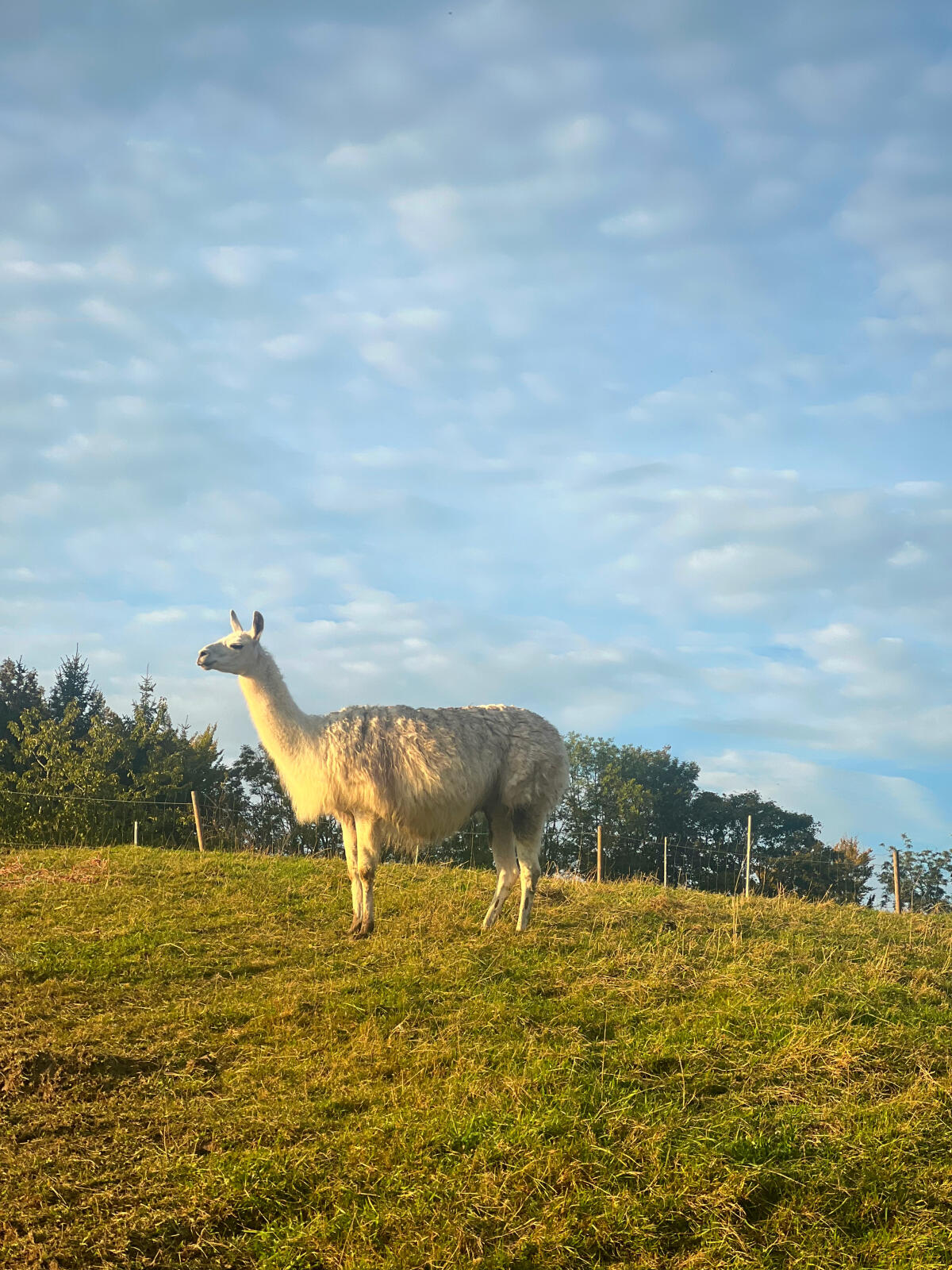 3 weibliche Lamas zu verkaufen 2