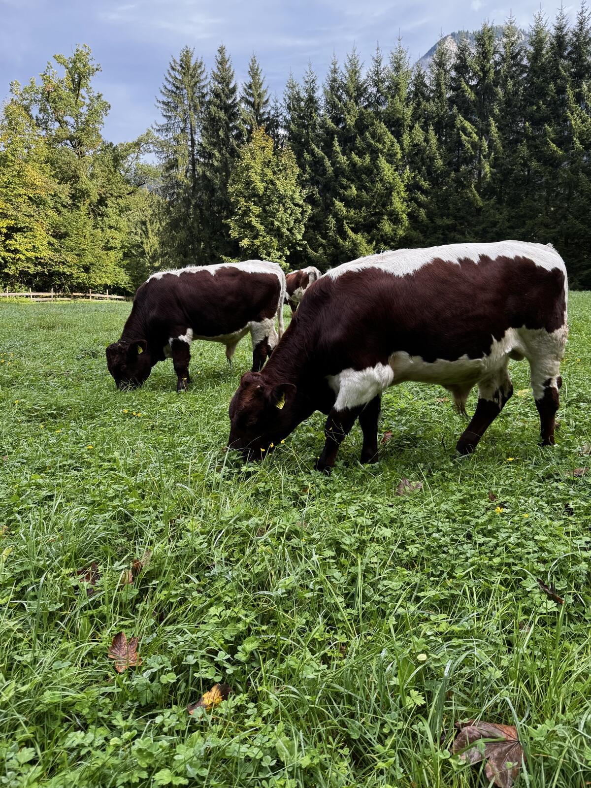 Pinzgauer Stier Bio 1
