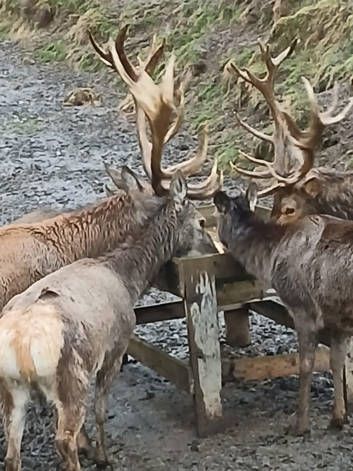 Rot- und Damwild für Zucht 1