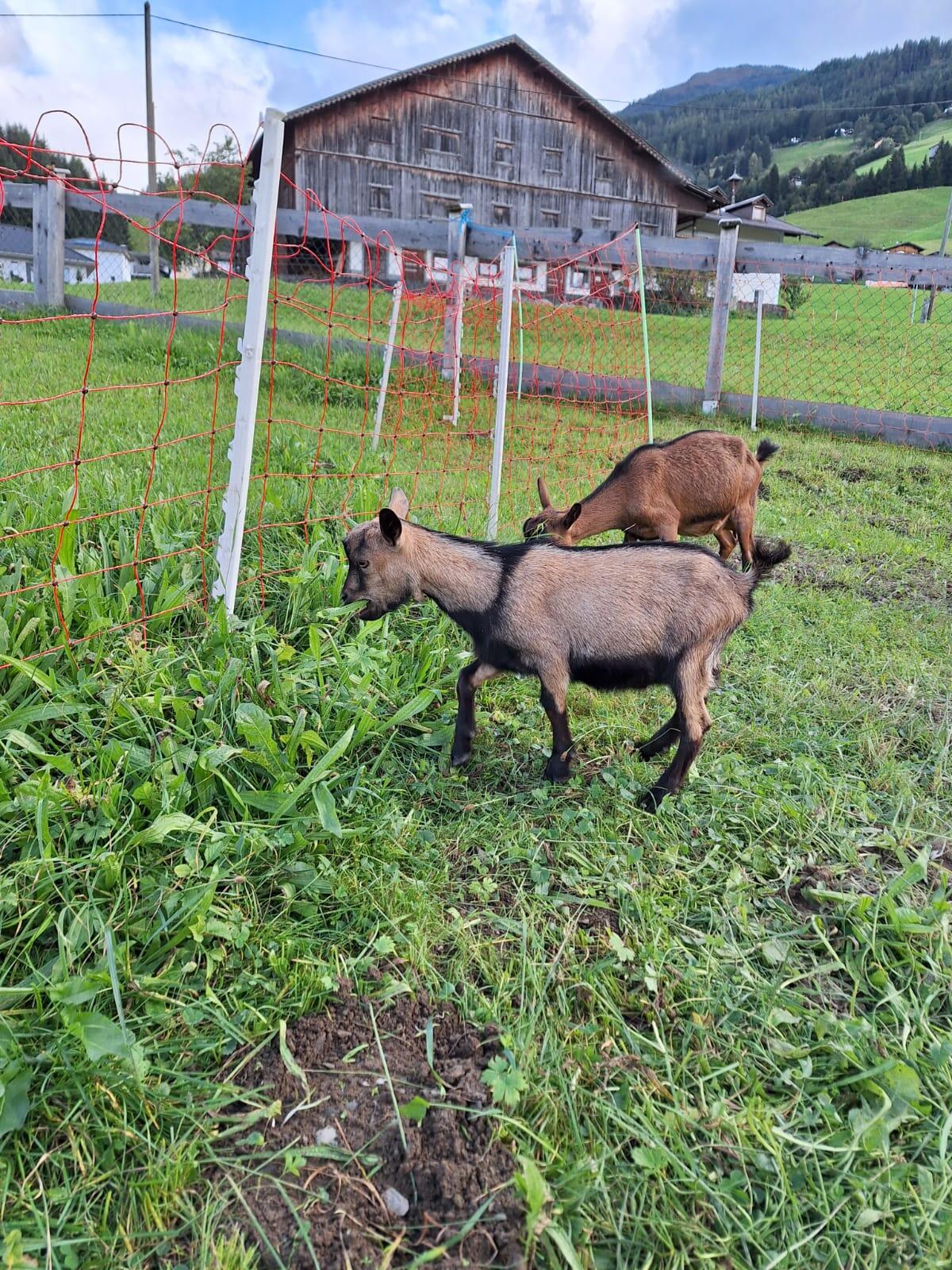 Verkaufe hornlosen Zwergziegenbock 3