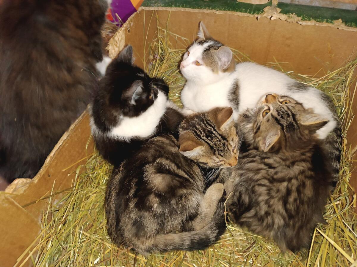 Kleine Katzen 2