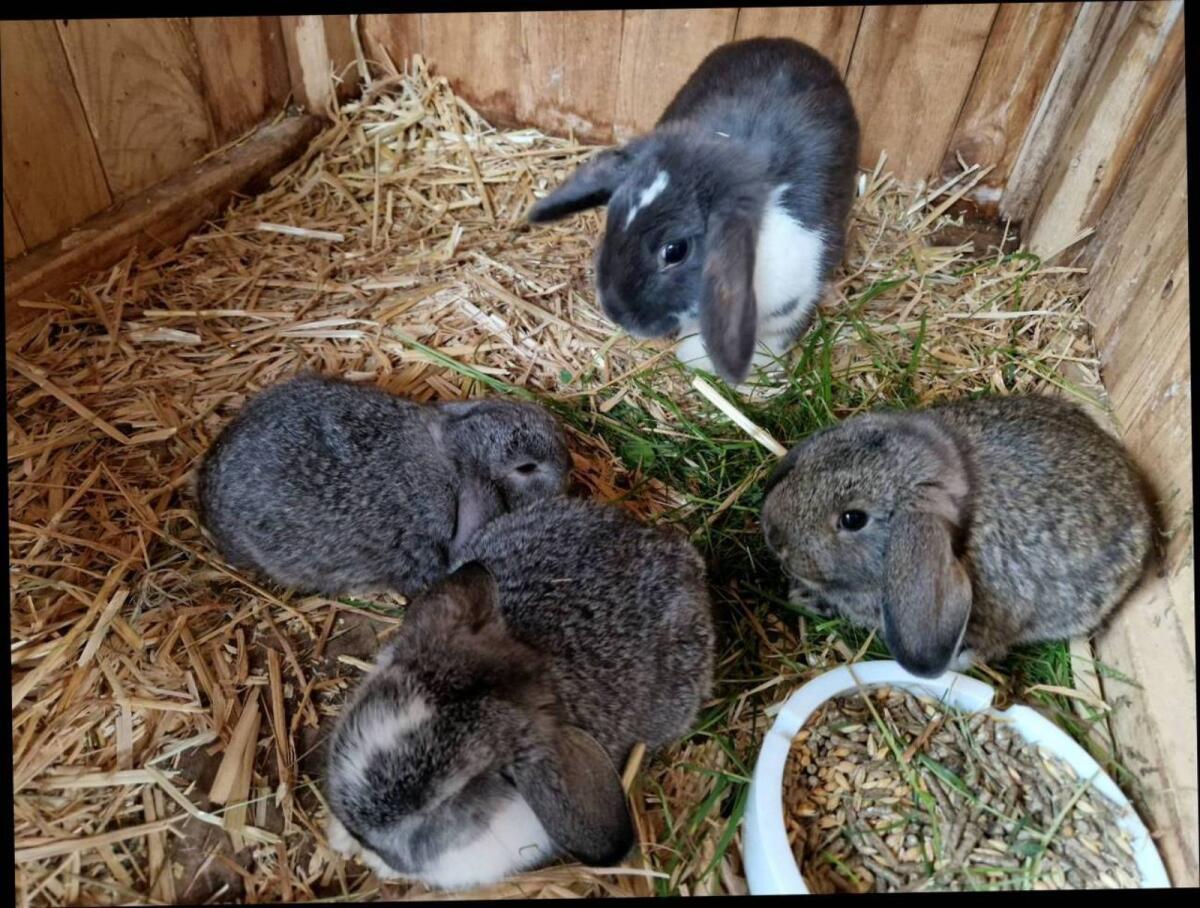 Zwergkaninchen 2