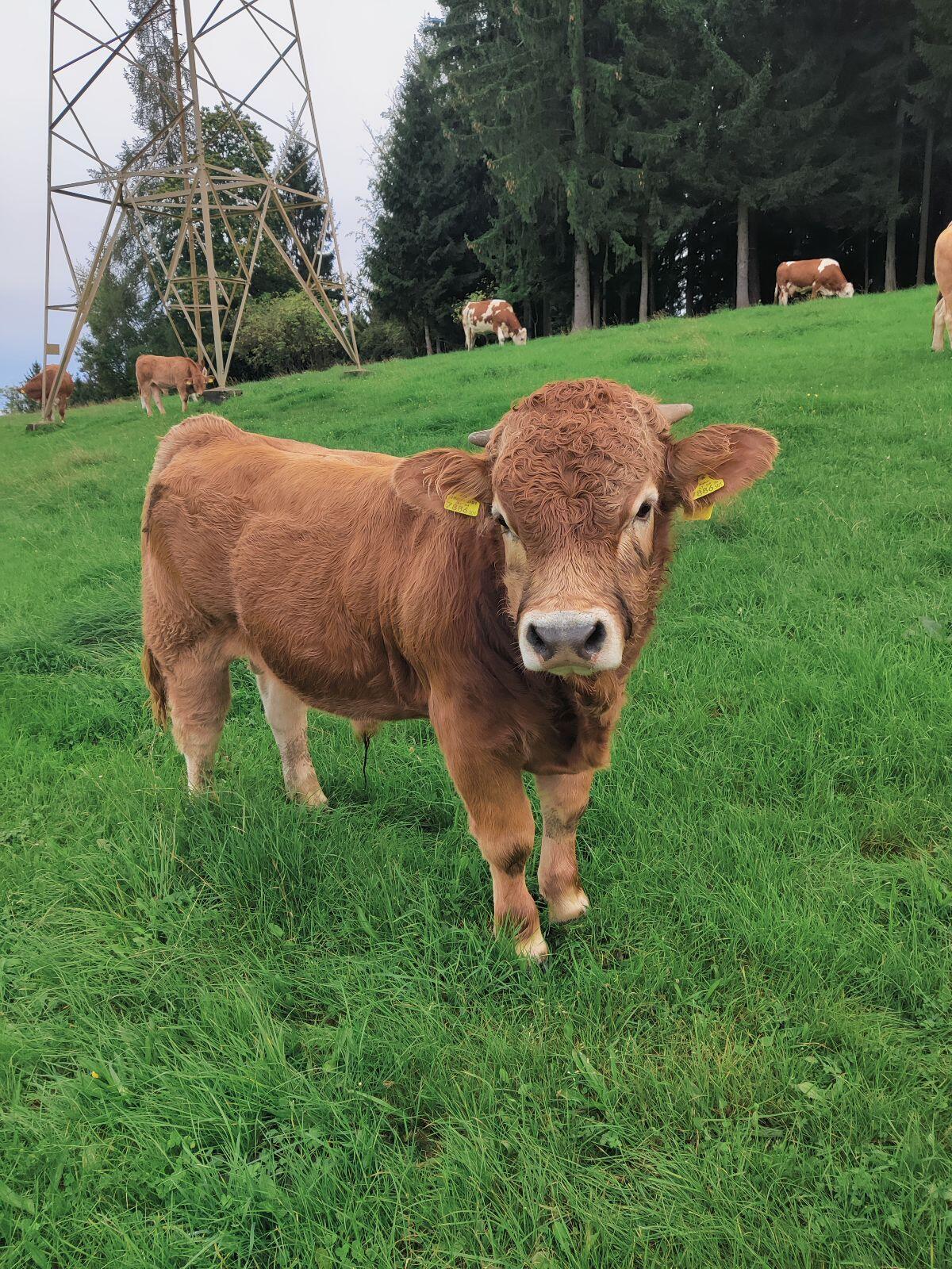 Murbodner Stier 2