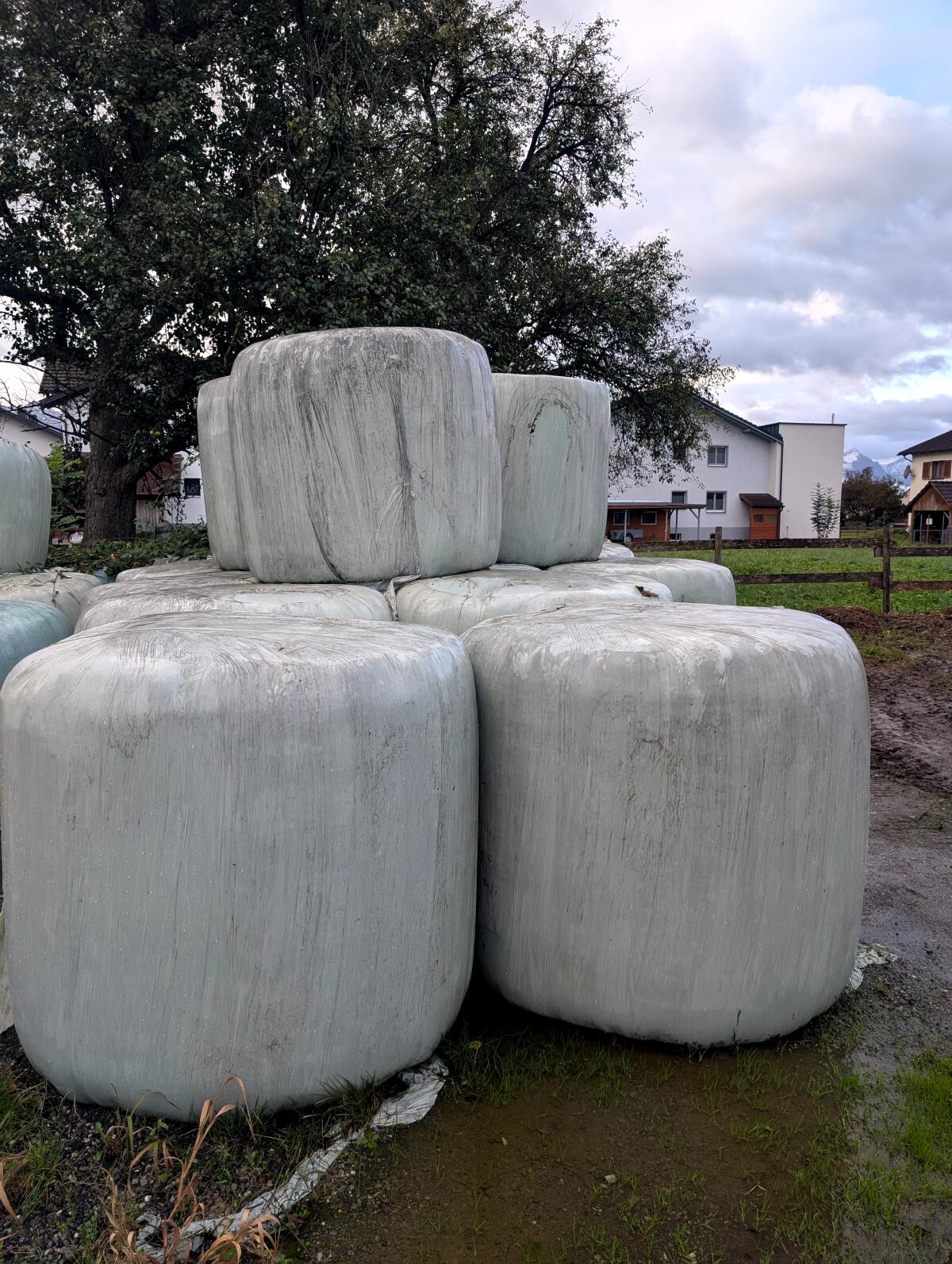 Grassilage Ballen 1