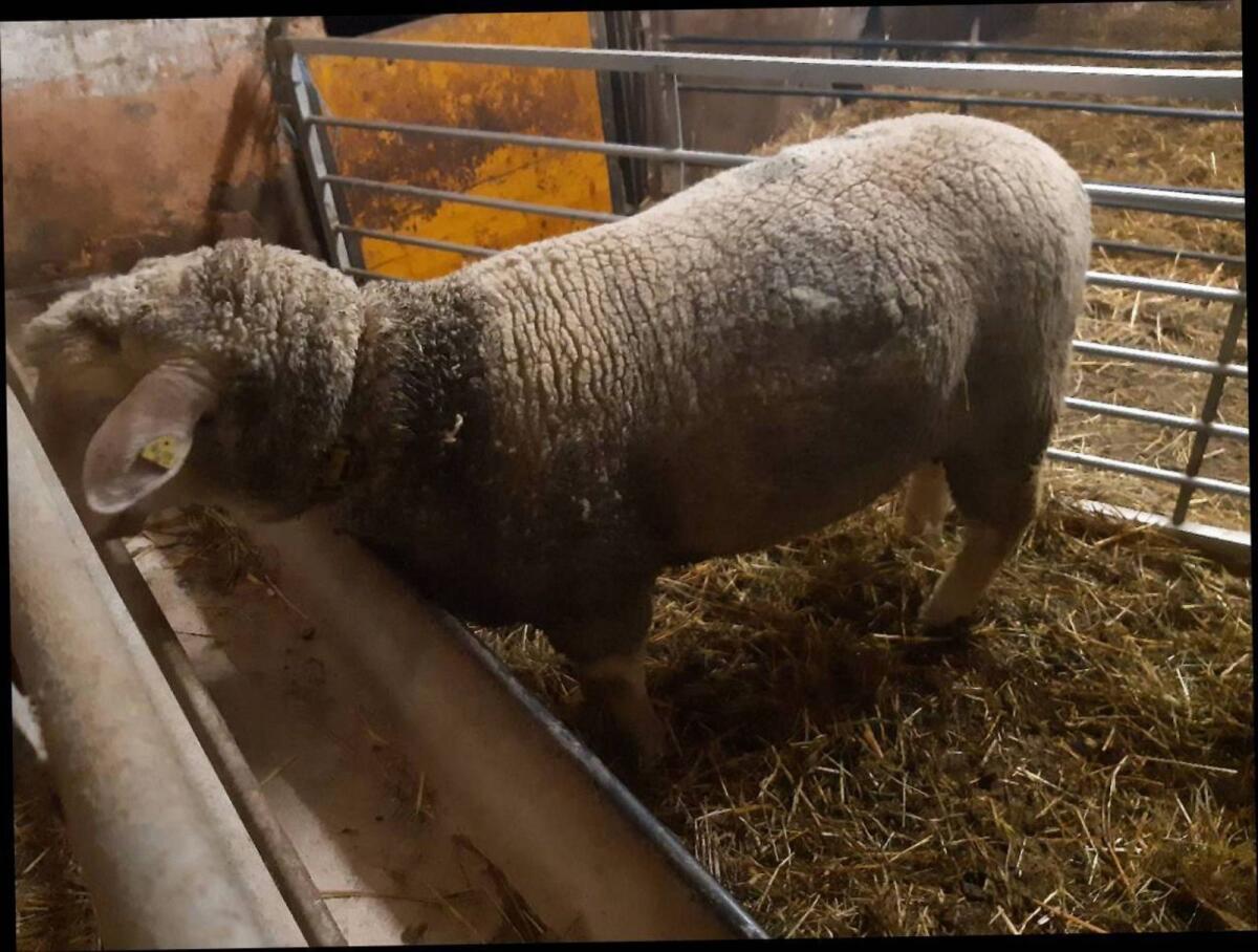 Merino Widder/Bock 2b gekört 2