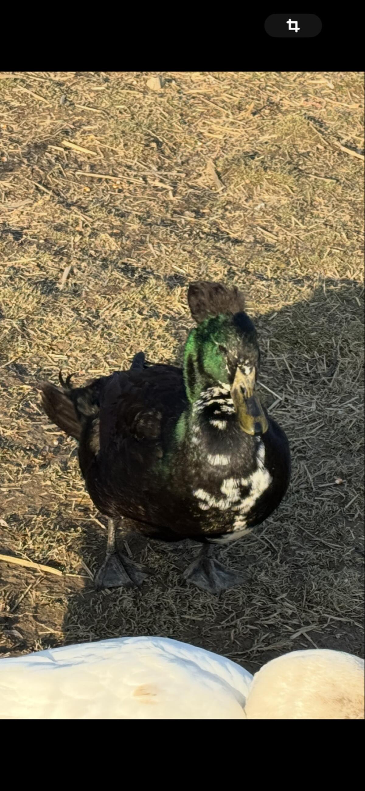 Landenten Erpel mit Haube 3