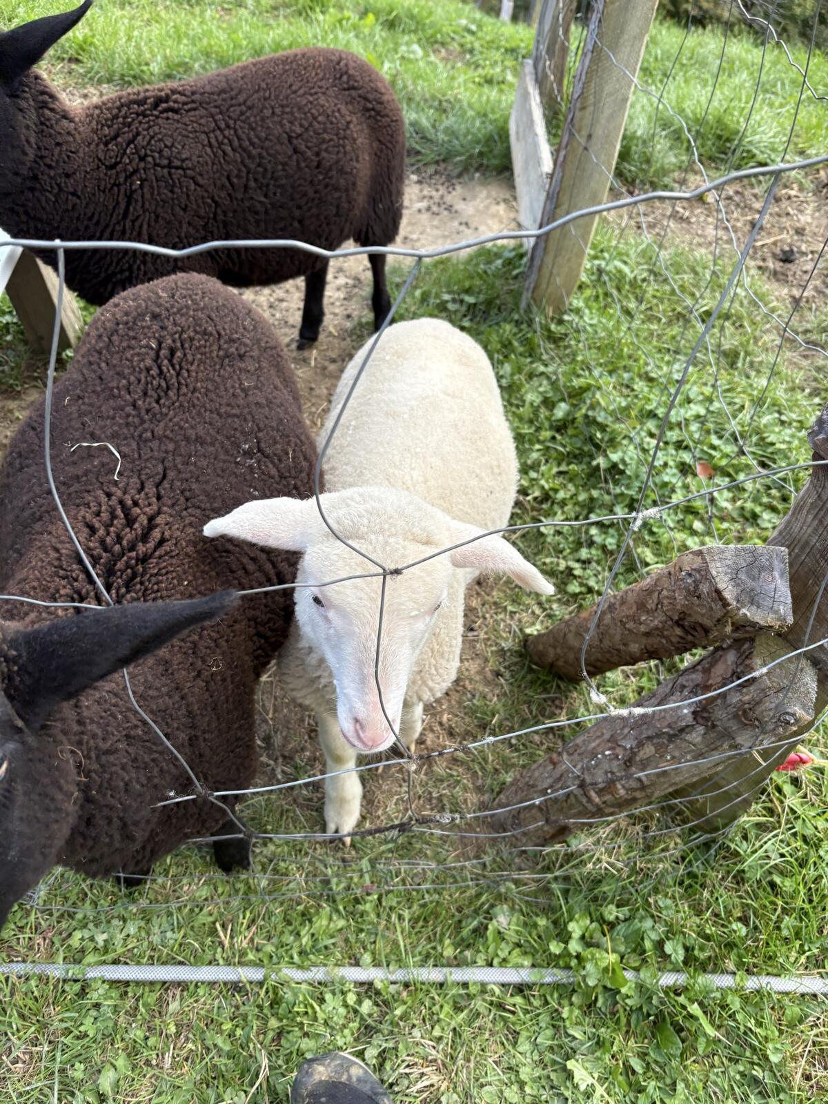 Merino Bocklamm 3